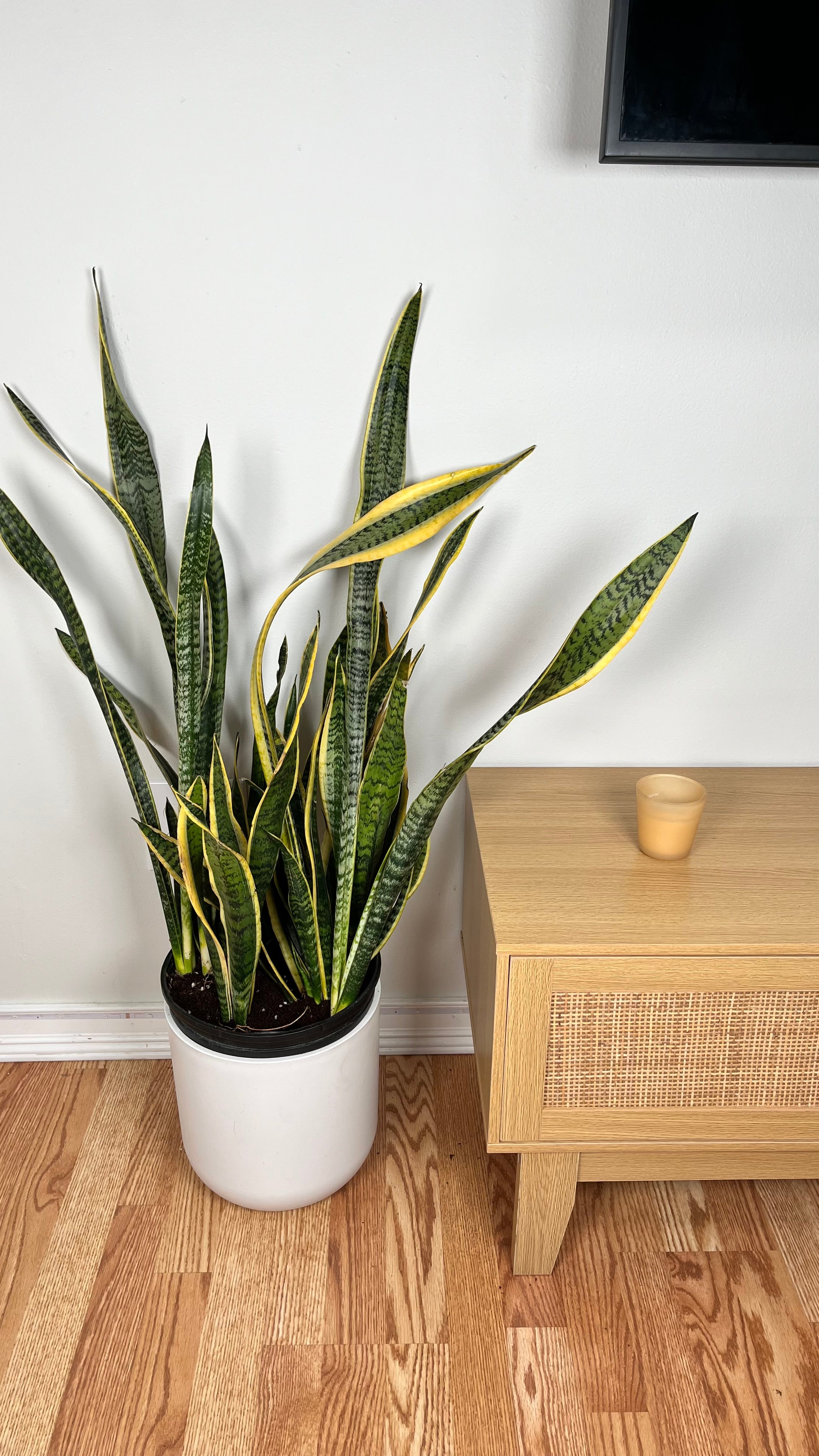8" Snake Plant Golden Flame 3 Feet Tall