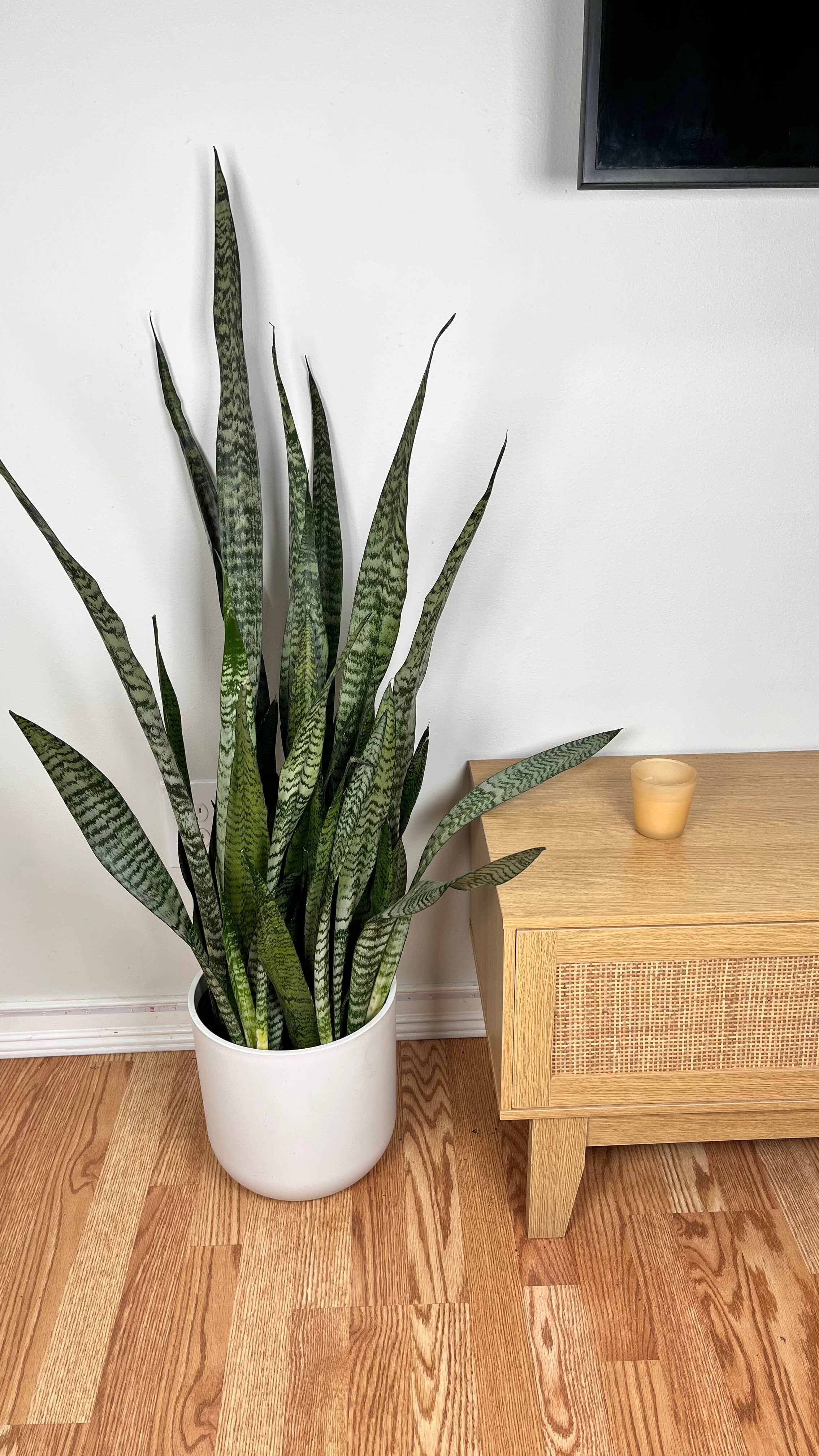 8" Snake Plant Black Coral 3 Feet Tall