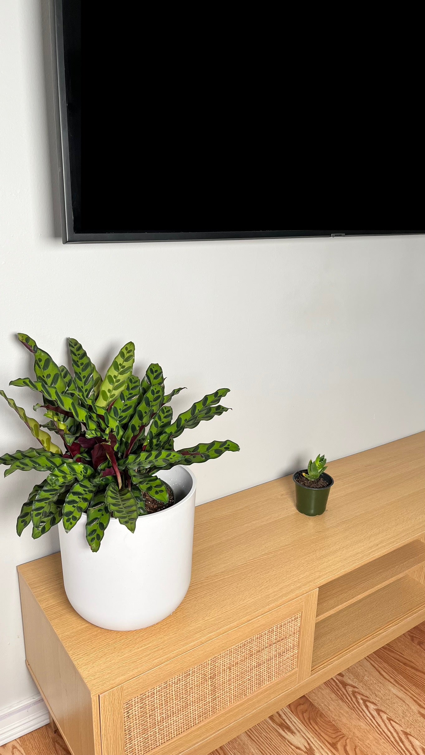 8" Calathea Rattlesnake