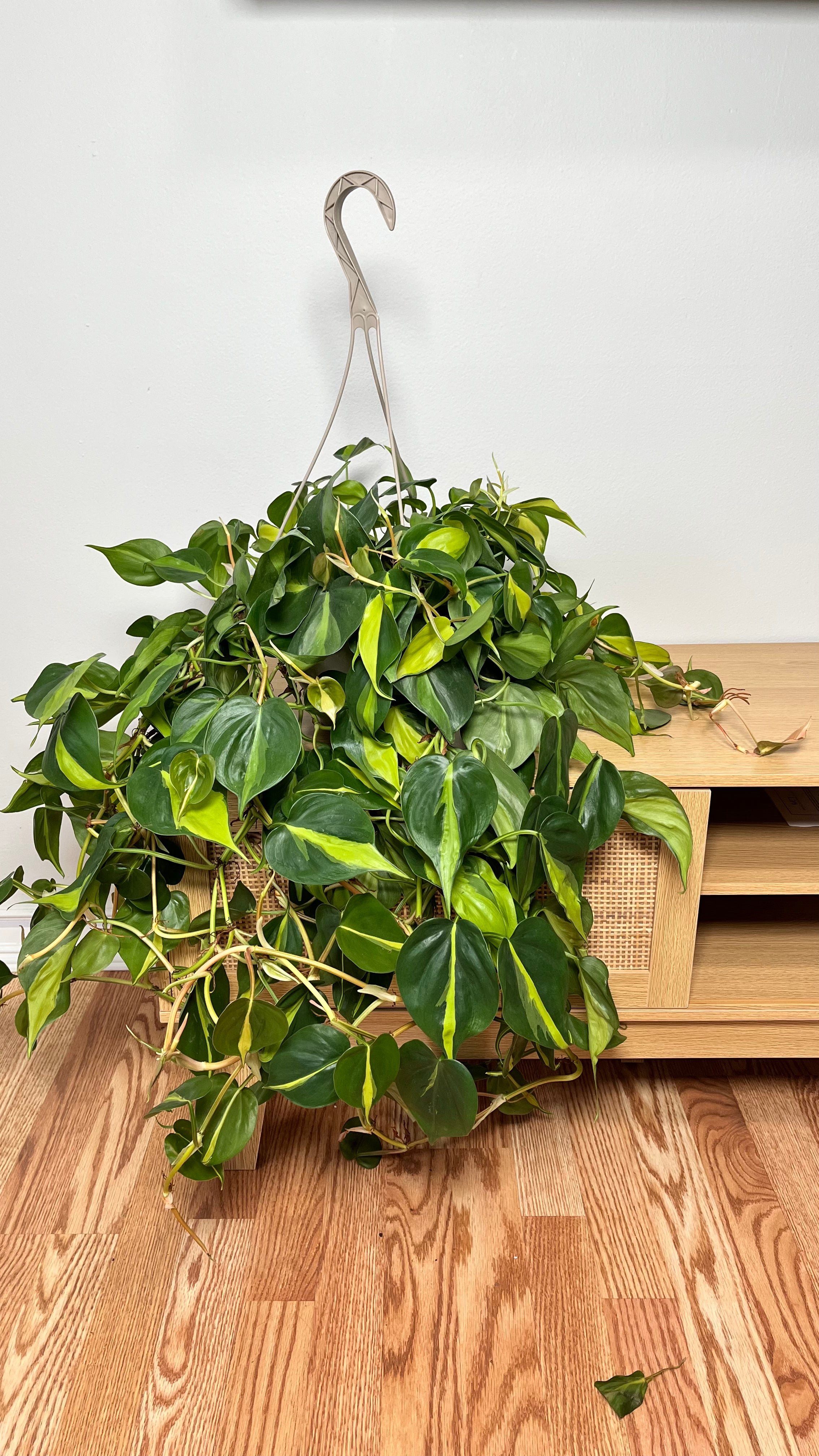 8" Philodendron Brasil