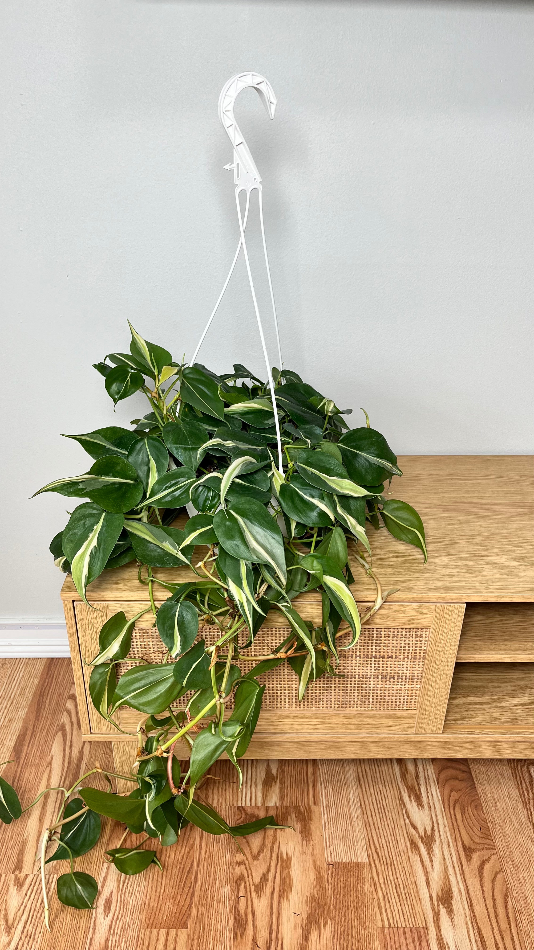 8" Philodendron Silver Stripe