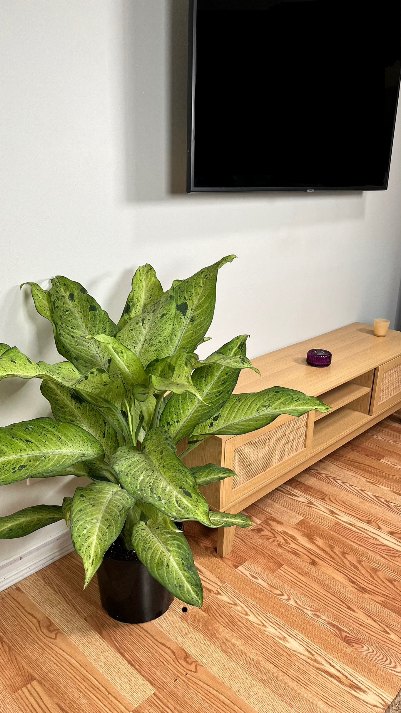 10" Dieffenbachia Camouflage 4.5 Feet Tall