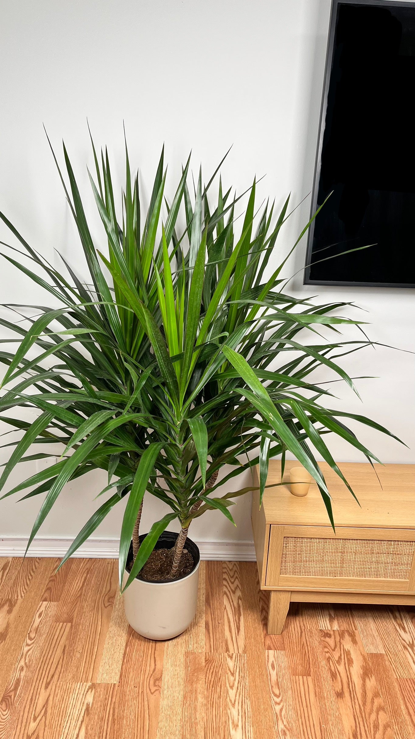 10" Dracaena Tarzan Bush 5 Feet Tall