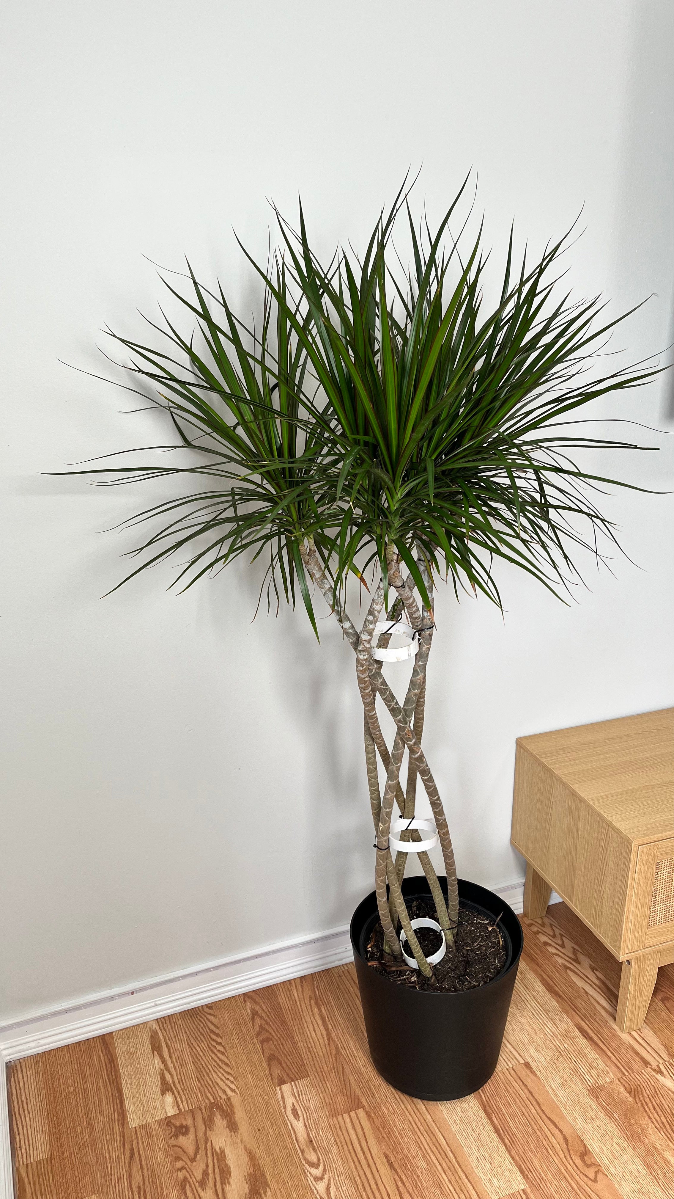 10" Draceana Marginata Open Weave Braid 5 Feet Tall