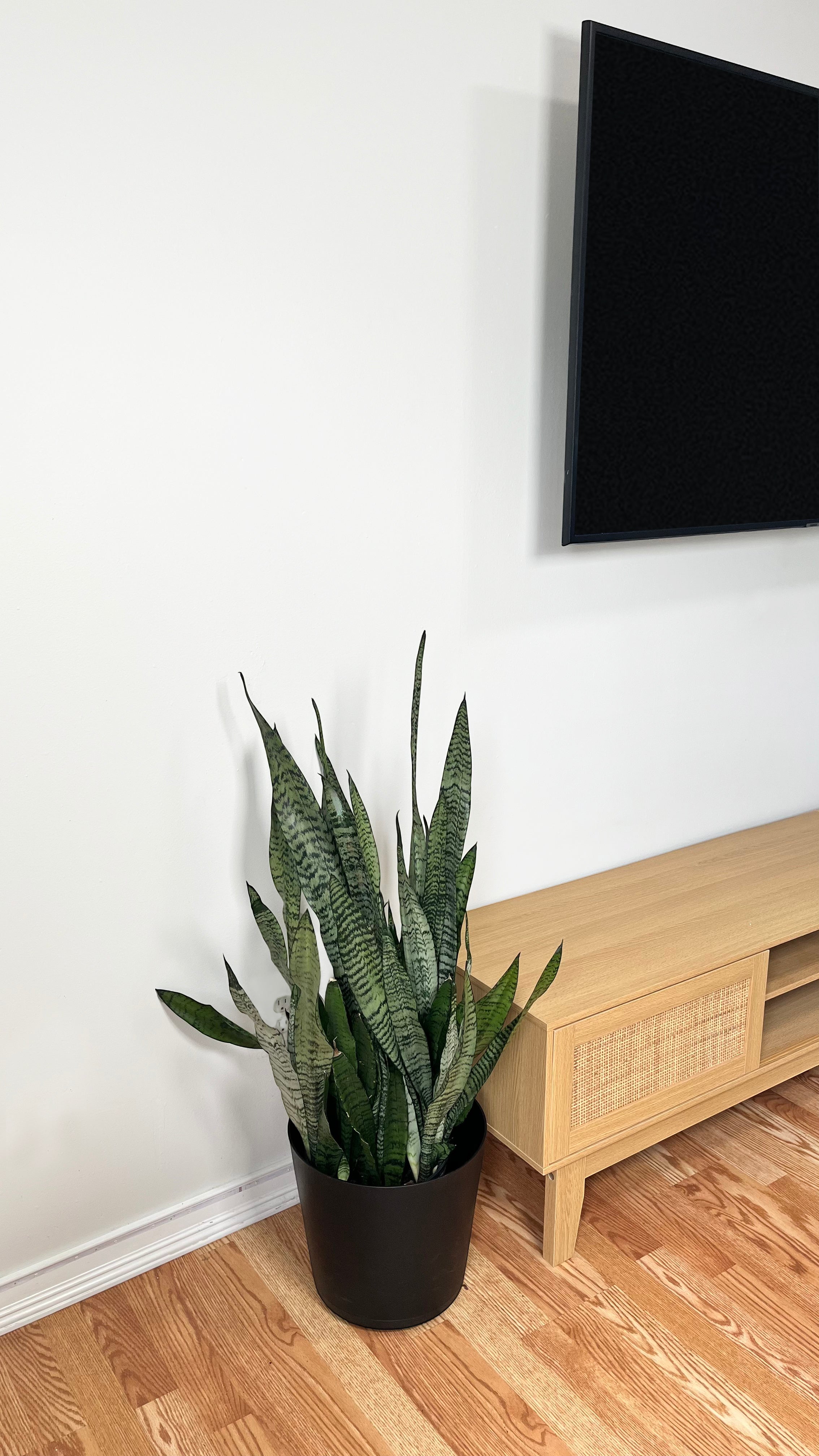 8" Snake Plant Coral 3 Feet Tall