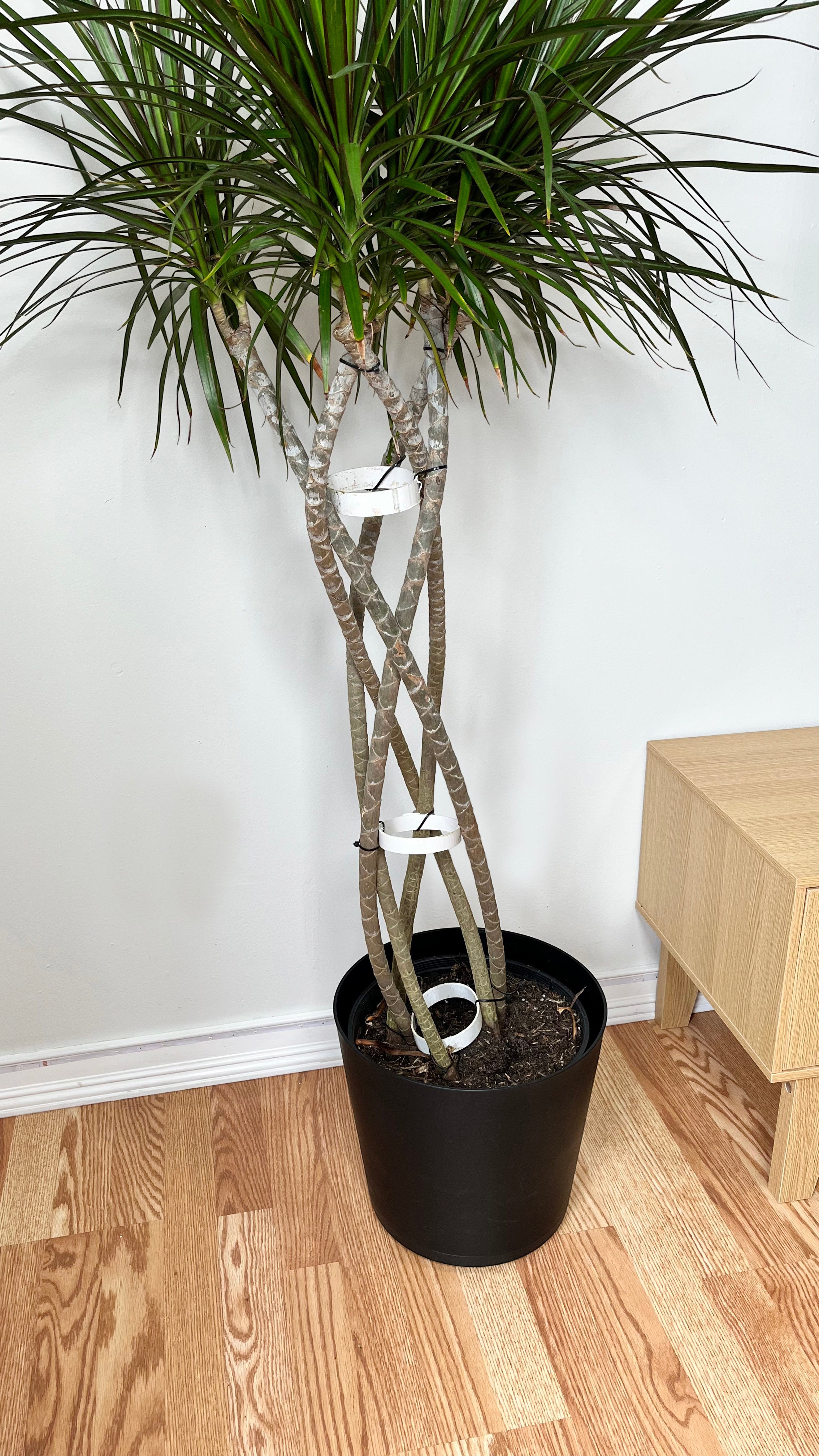 10" Draceana Marginata Open Weave Braid 5 Feet Tall