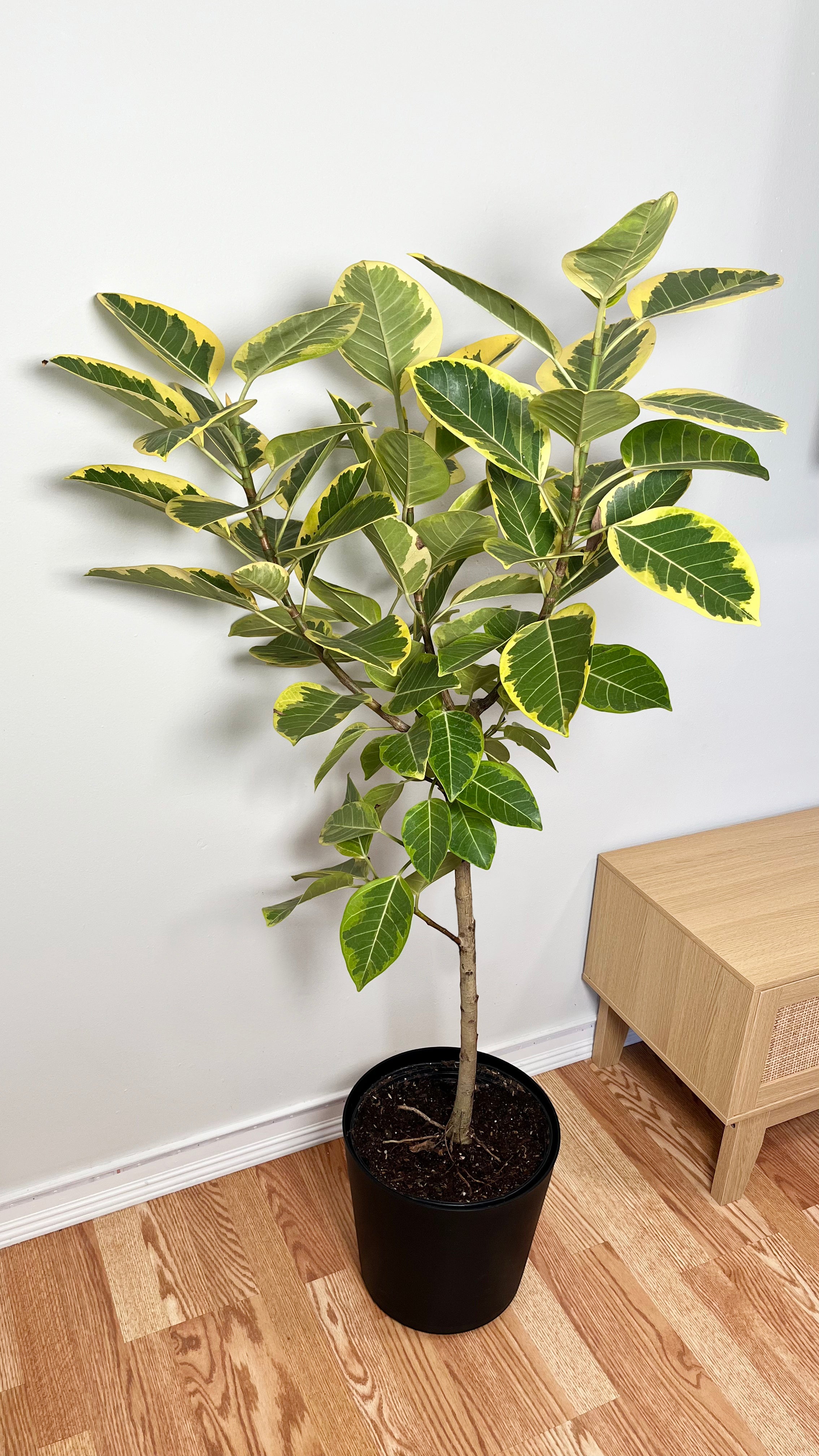 10" Ficus Yellow Gem 5 Feet Tall