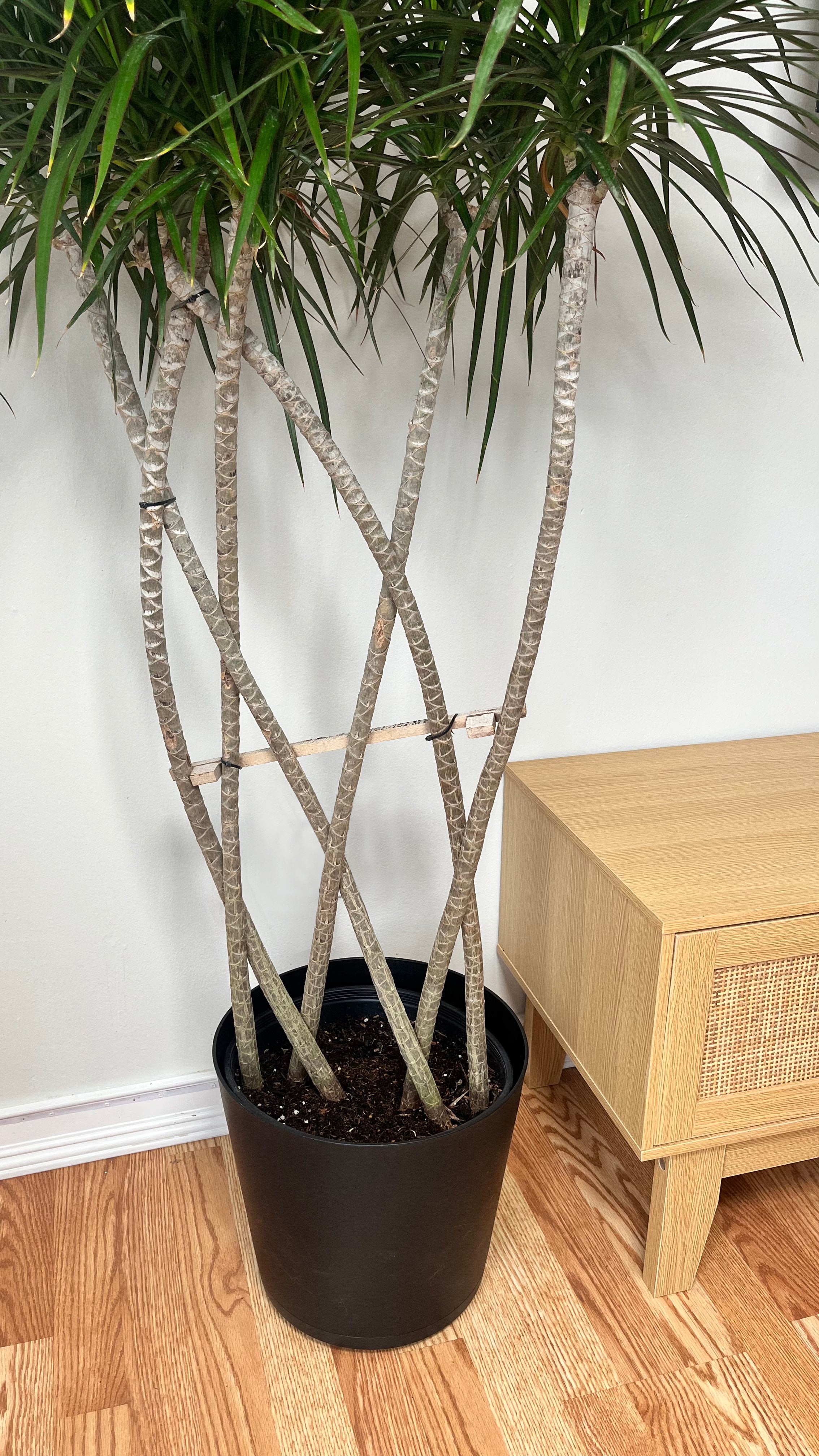 10" Dracaena Marginata Flat Weave Braid 5 Feet Tall