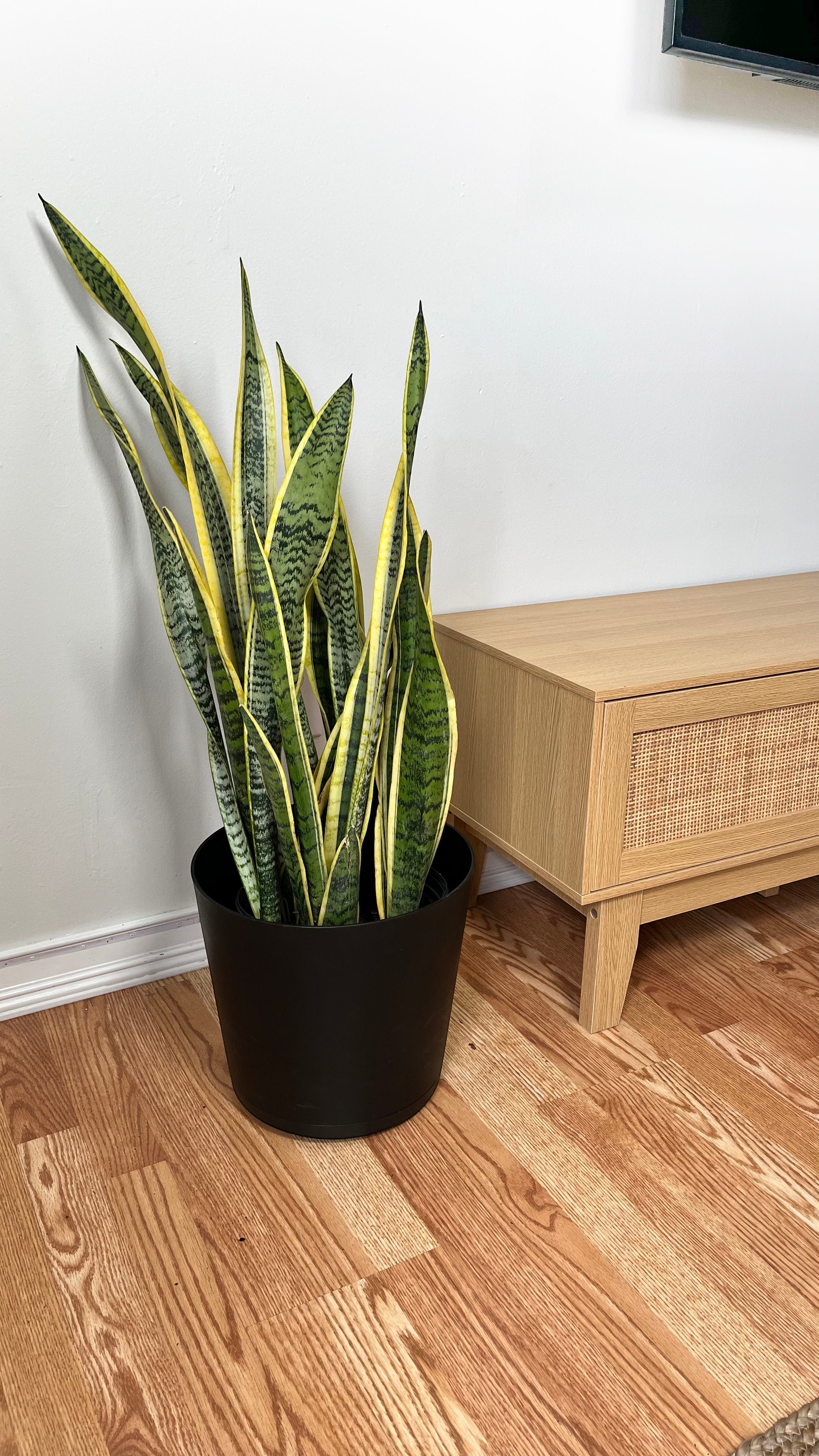 8" Snake Plant Golden Flame 3 Feet Tall