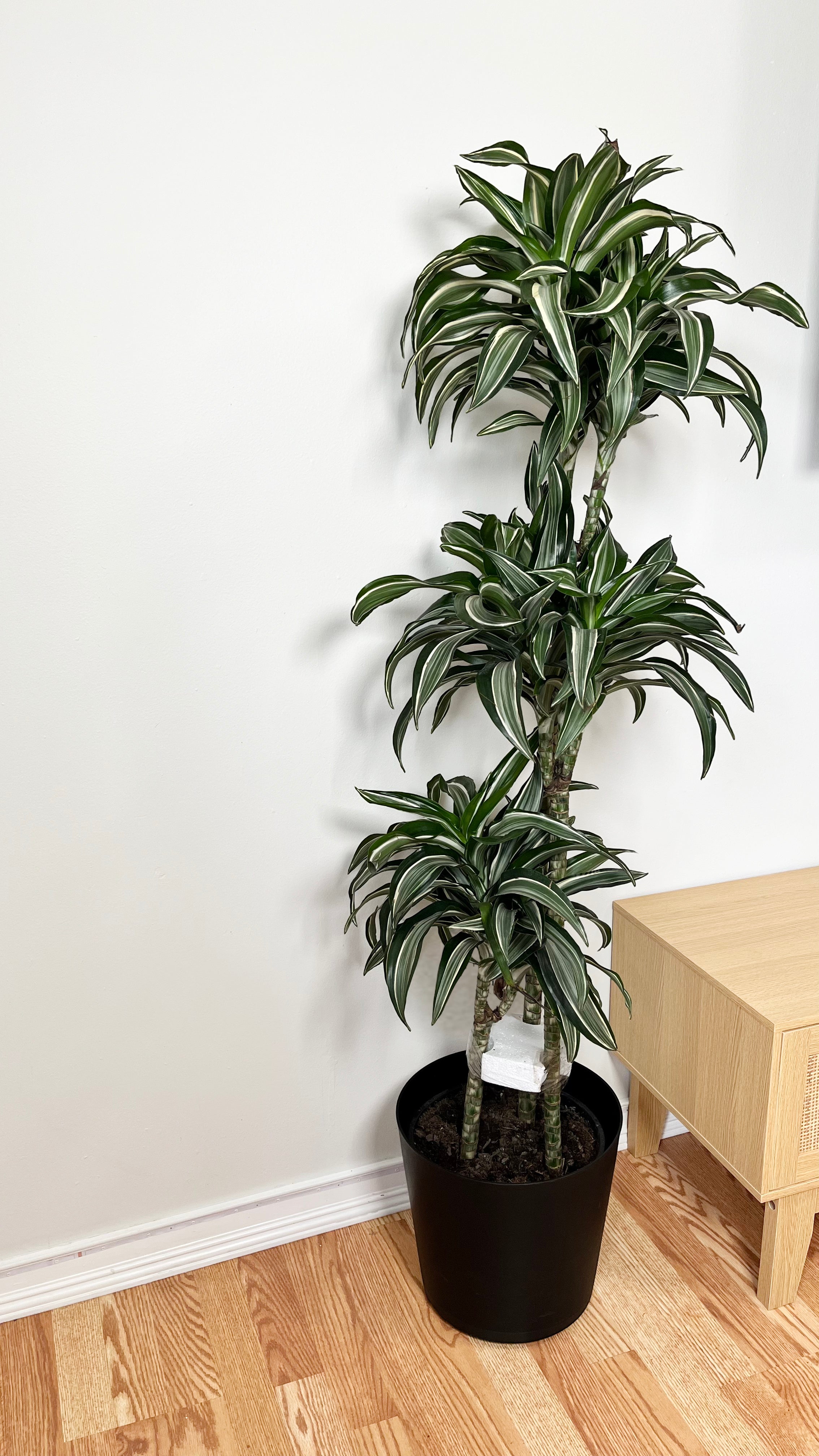 10" Dracaena Jade Jewel Cane 5 Feet Tall