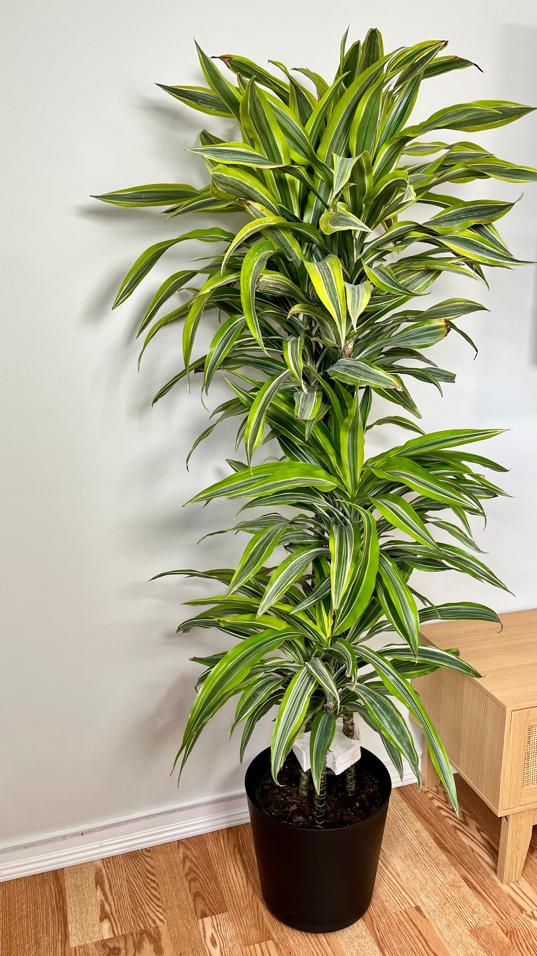 10" Dracaena Lemon Lime Cane 5 Feet Tall