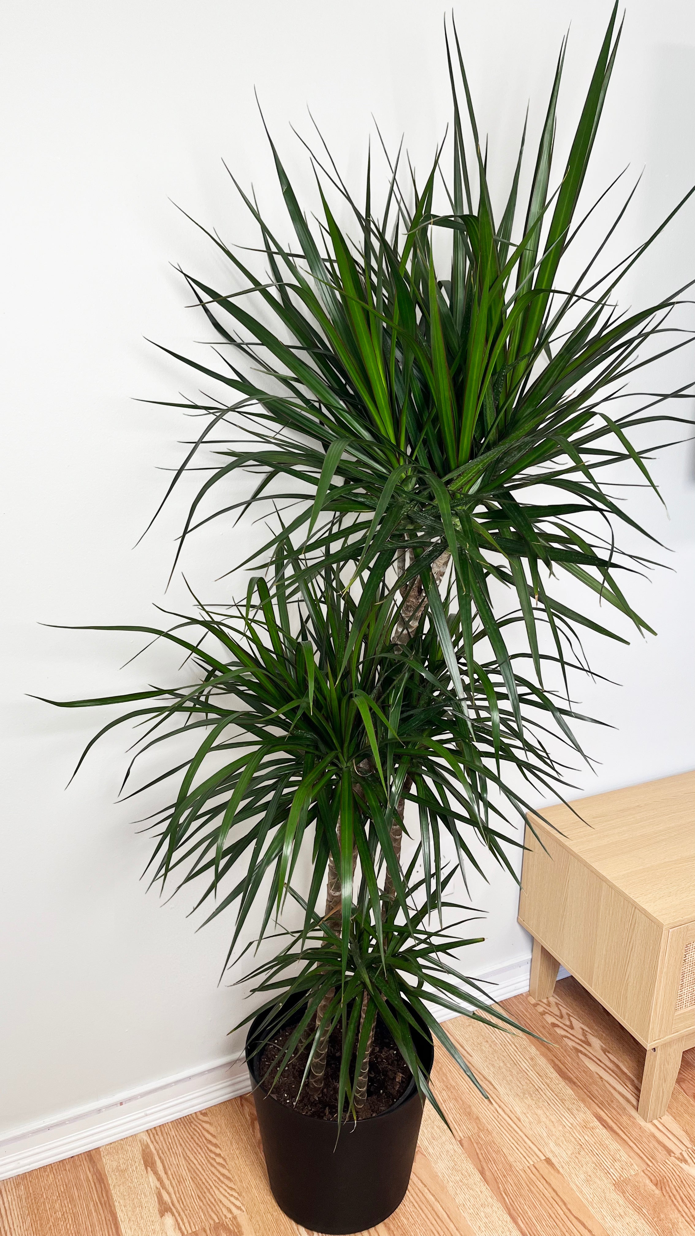 10" Dracaena Marginata Stag Cane 5 Feet Tall