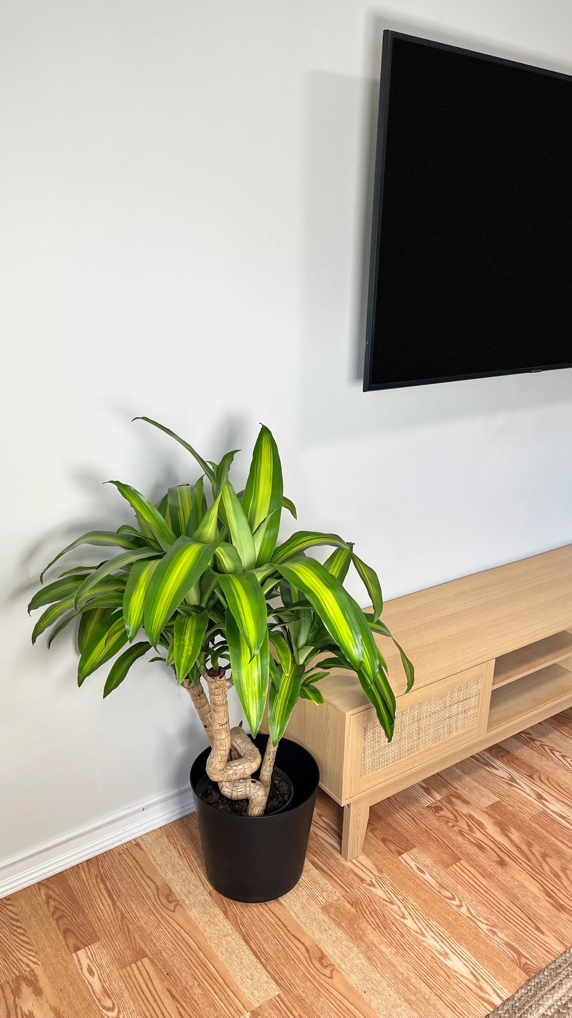 8" Dracaena Mass Cane Twist 3 Feet Tall