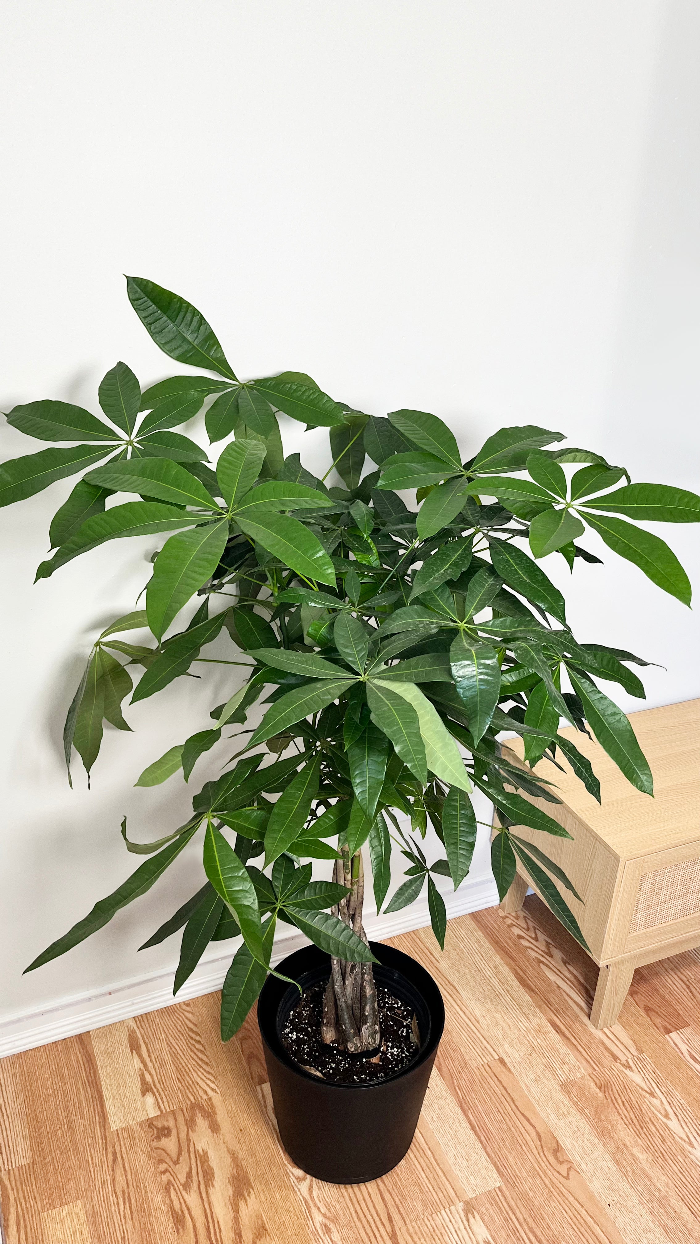 10" Braided Money Tree 5 Feet Tall