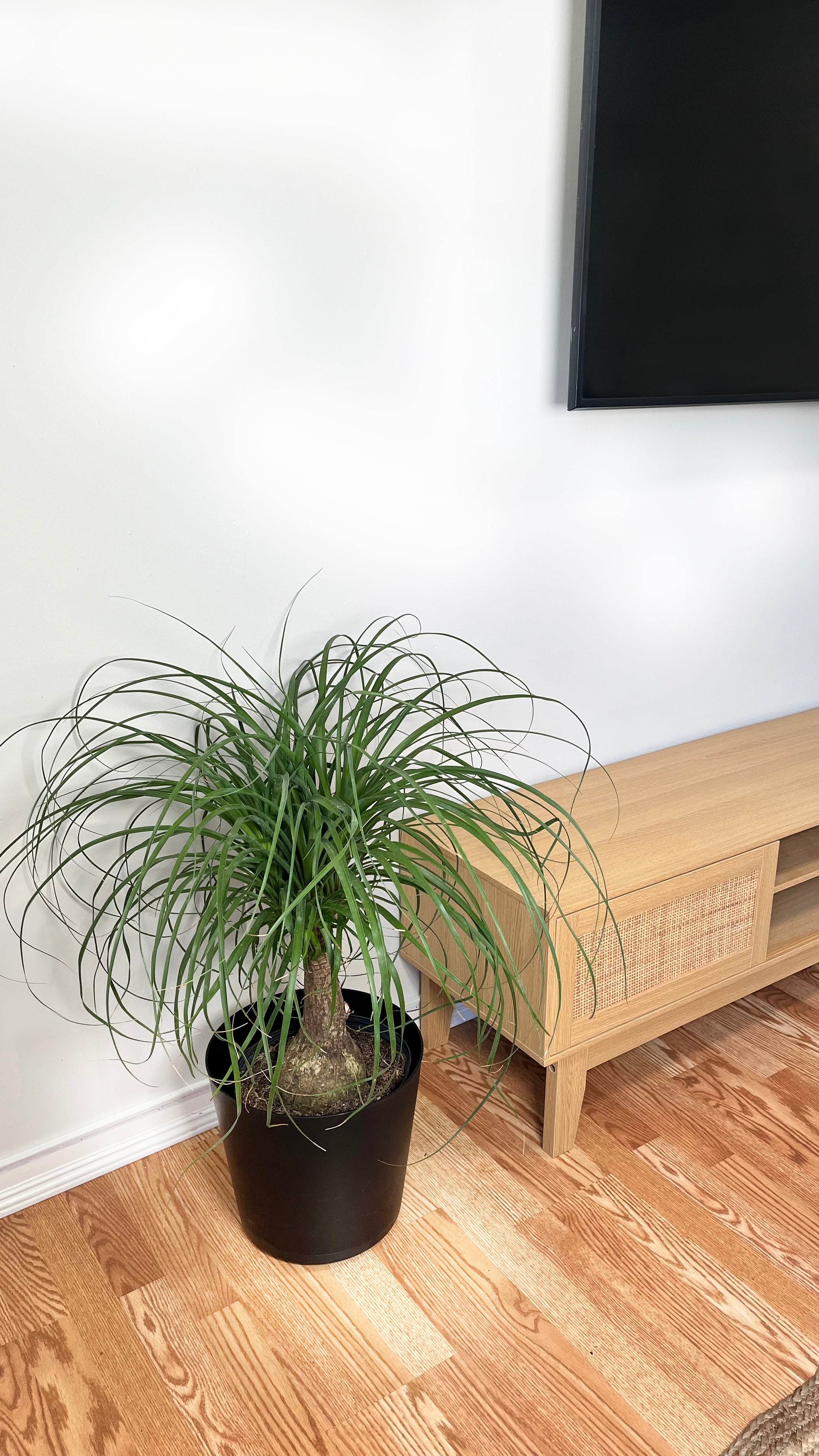 8" Ponytail Palm Stump 2 Feet Tall