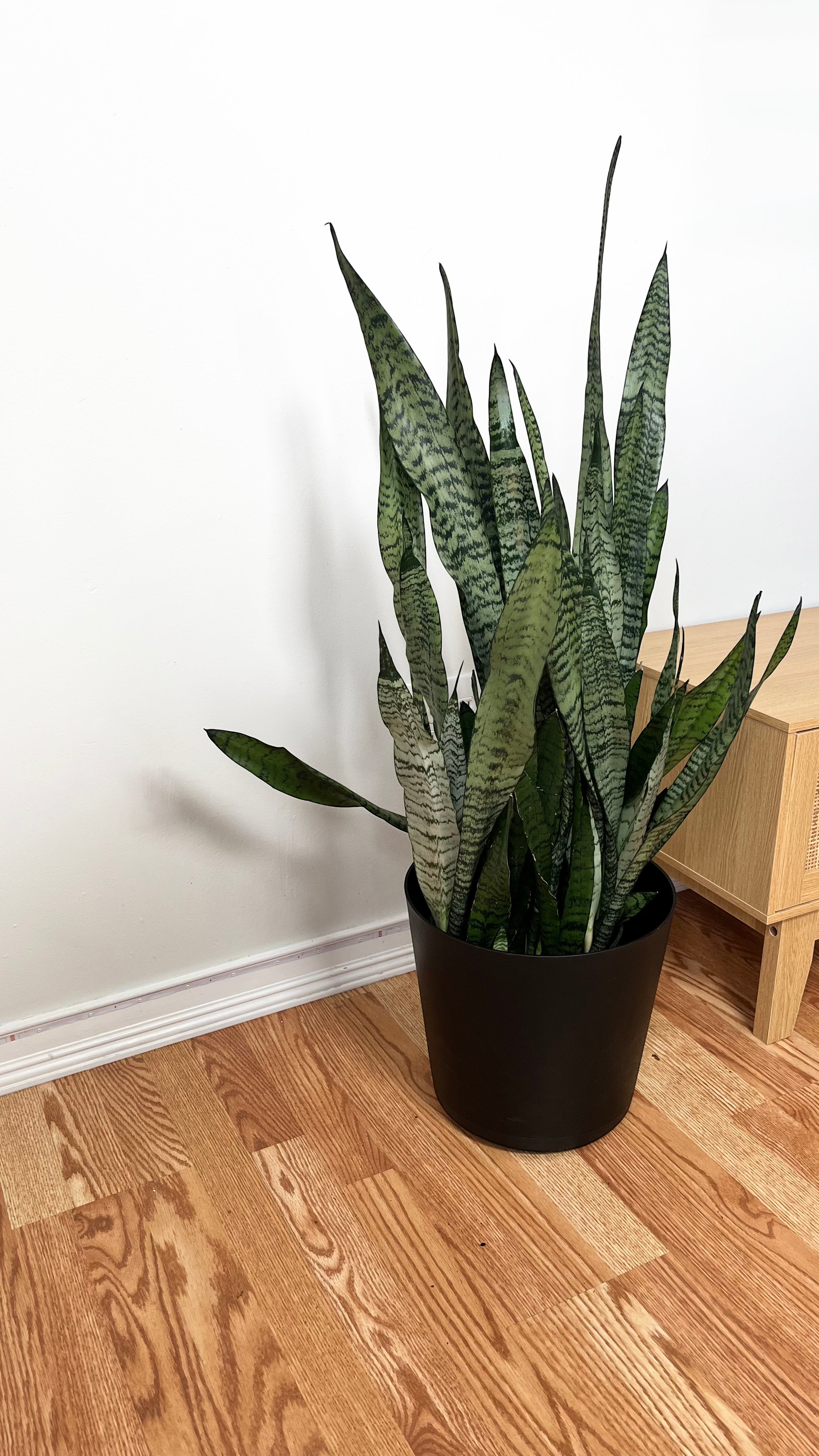 8" Snake Plant Coral 3 Feet Tall