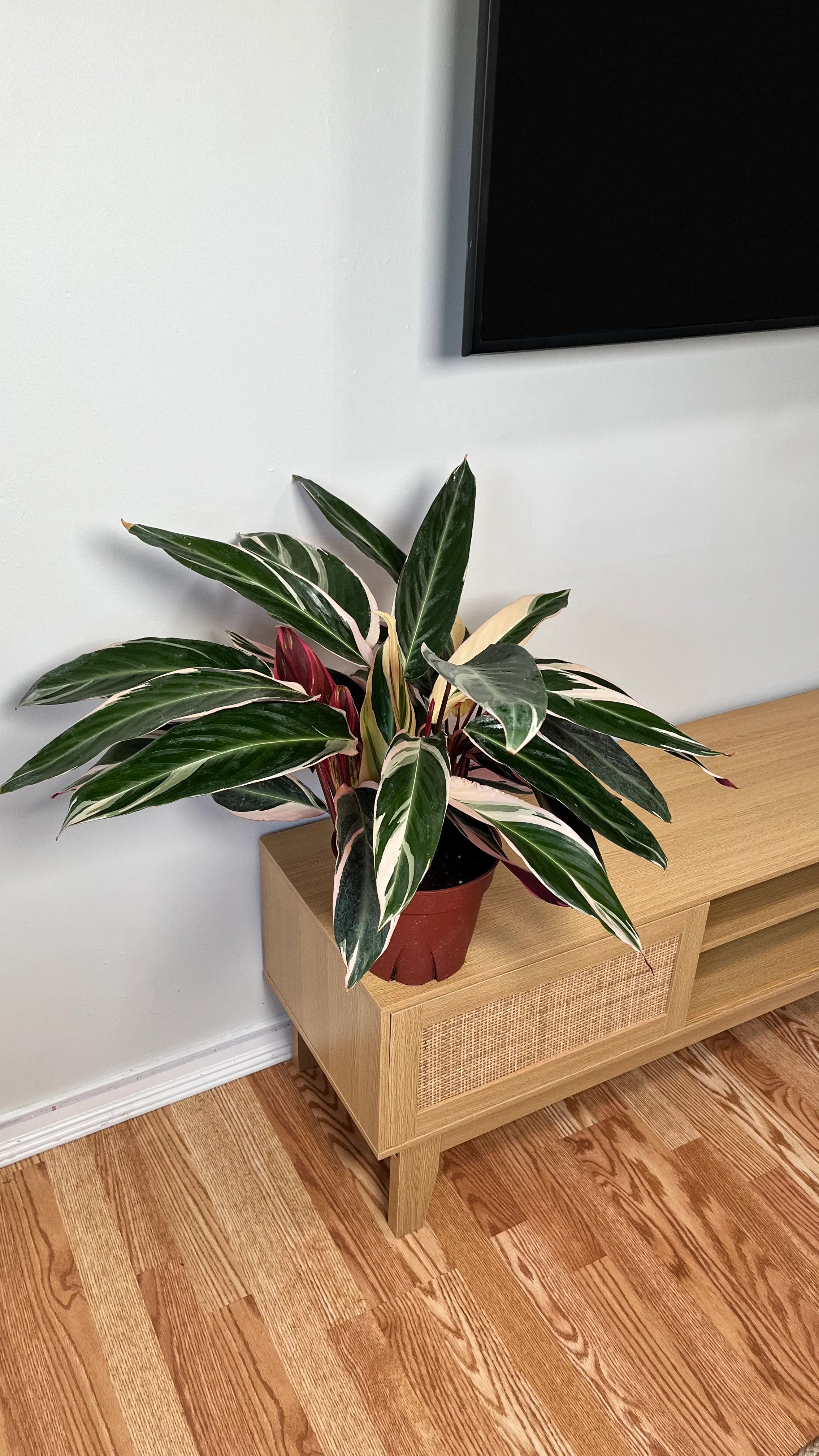 8" Stromanthe Triostar 2 Feet Tall