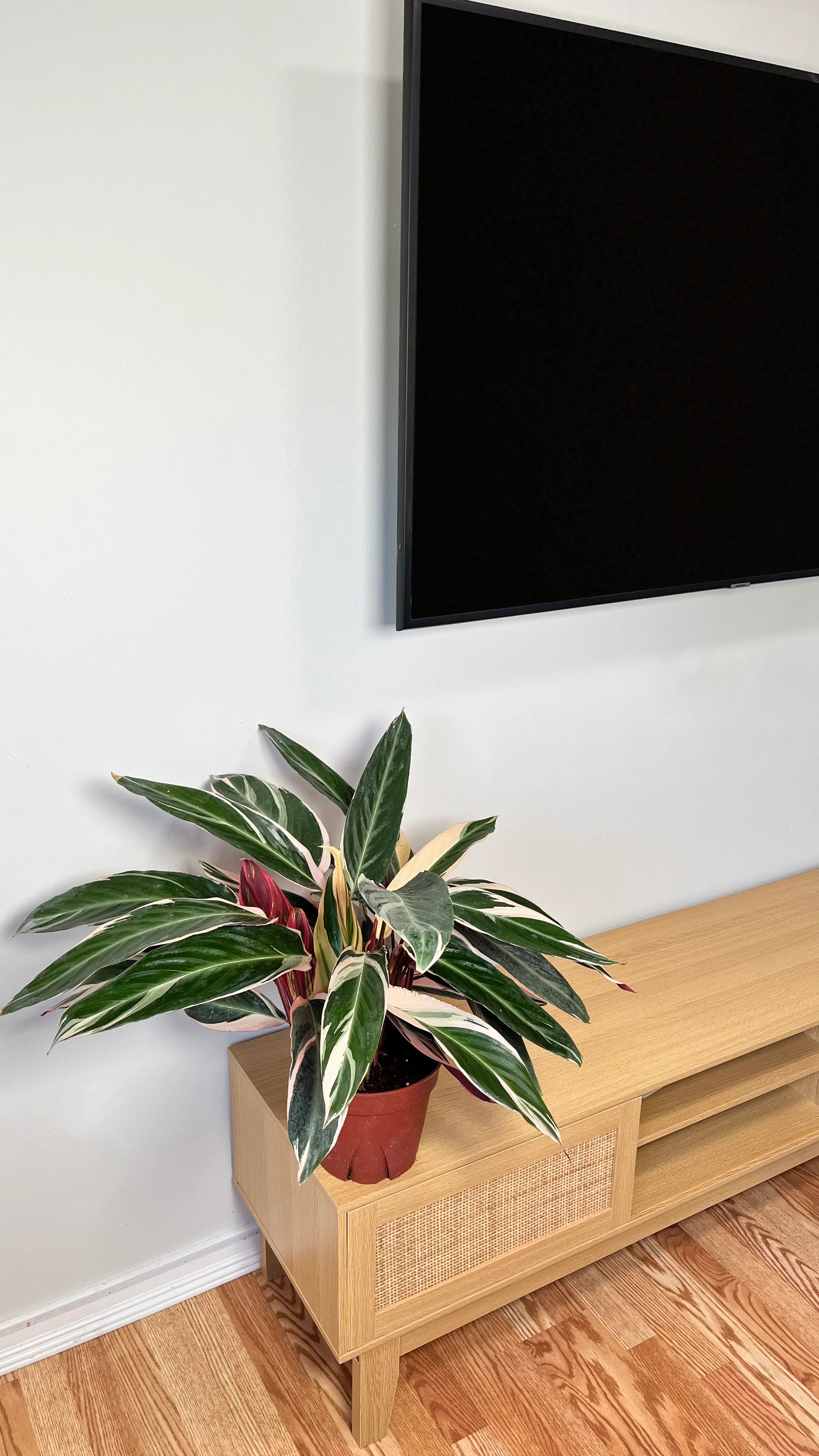 8" Stromanthe Triostar 2 Feet Tall