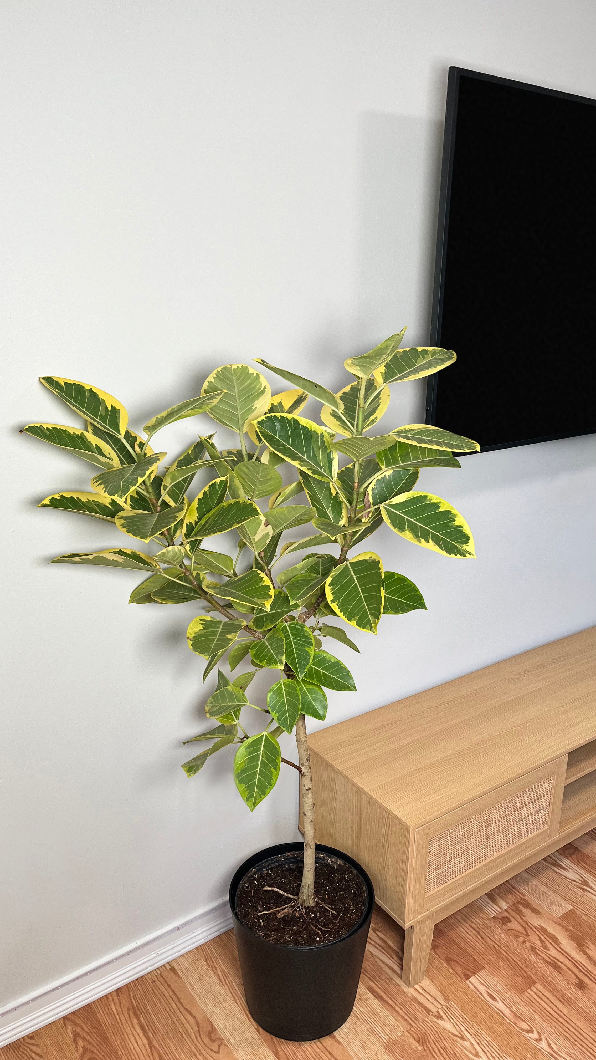 10" Ficus Yellow Gem 5 Feet Tall