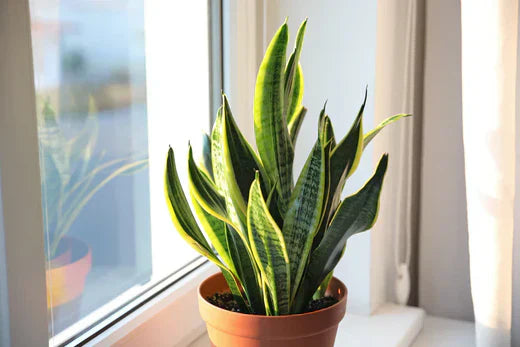 5 Ways Plants Clean the Air and Make Your Home Healthier