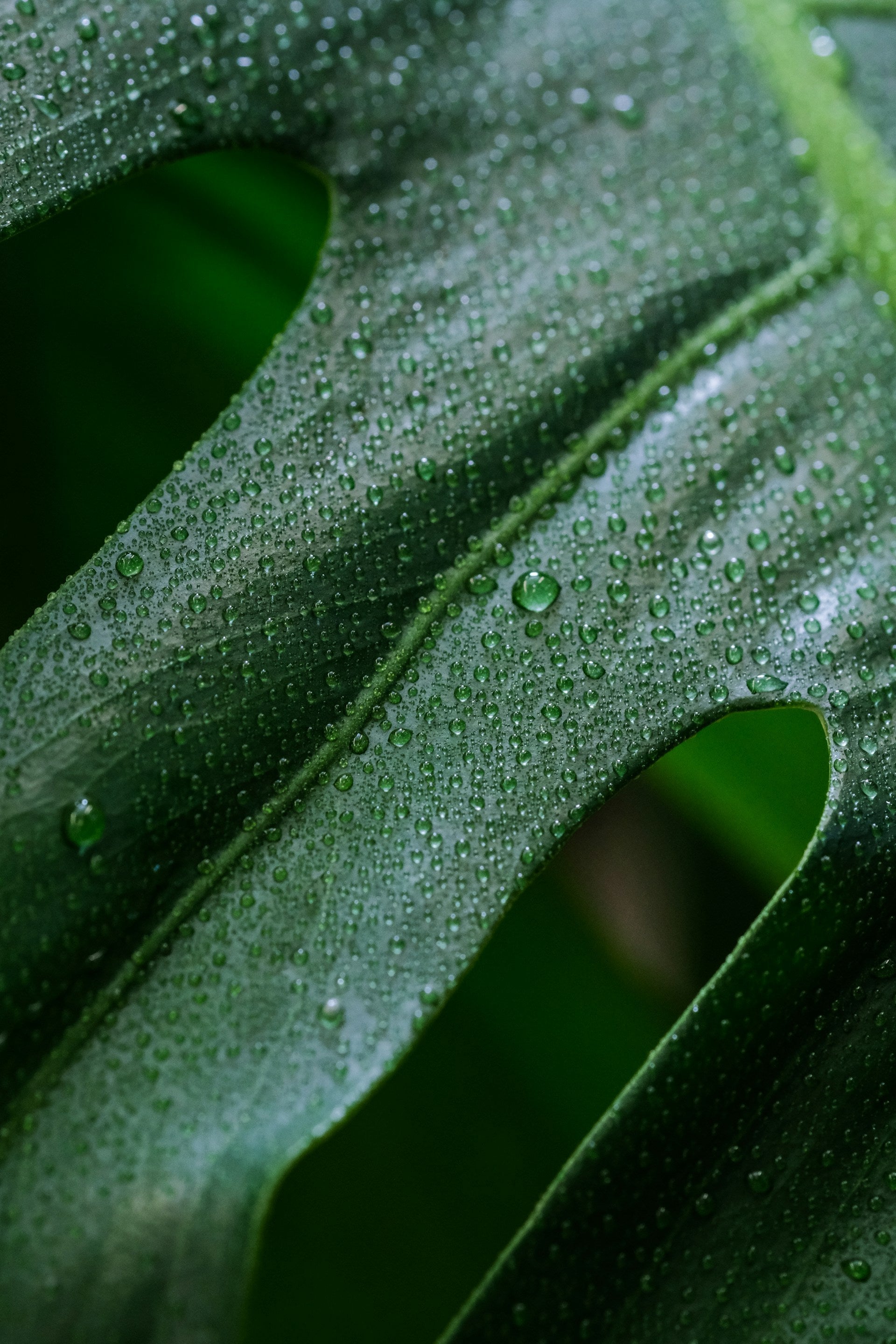 Balancing Temperature and Humidity for Happy Healthy Plants