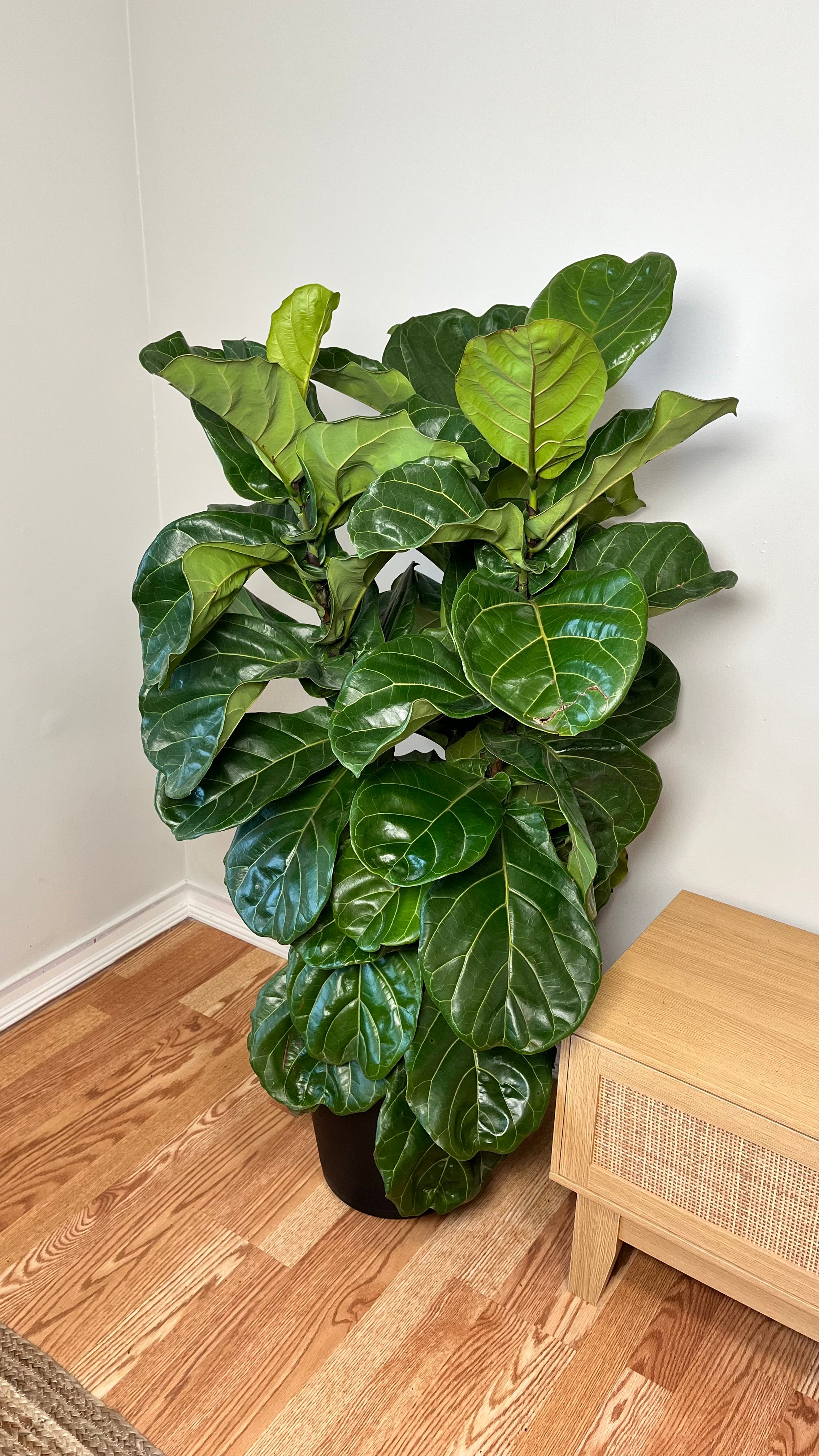 12" Fiddle Leaf Fig Column 5 Feet Tall