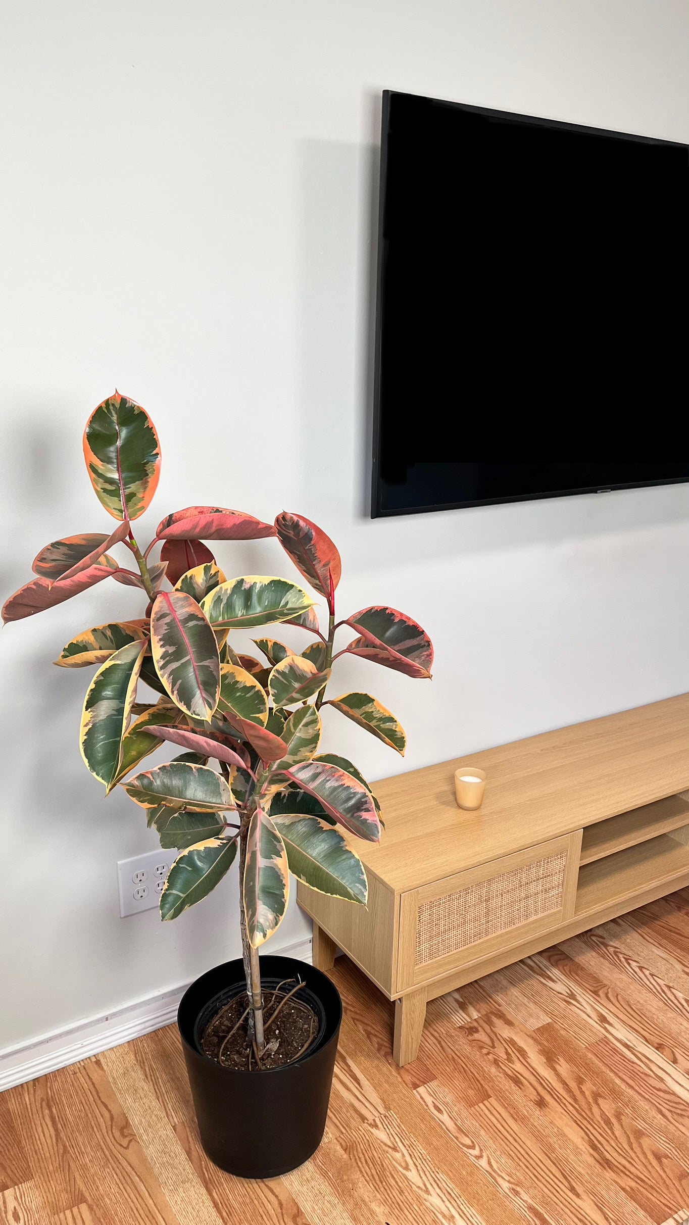 10" Ficus Ruby 4 Feet Tall