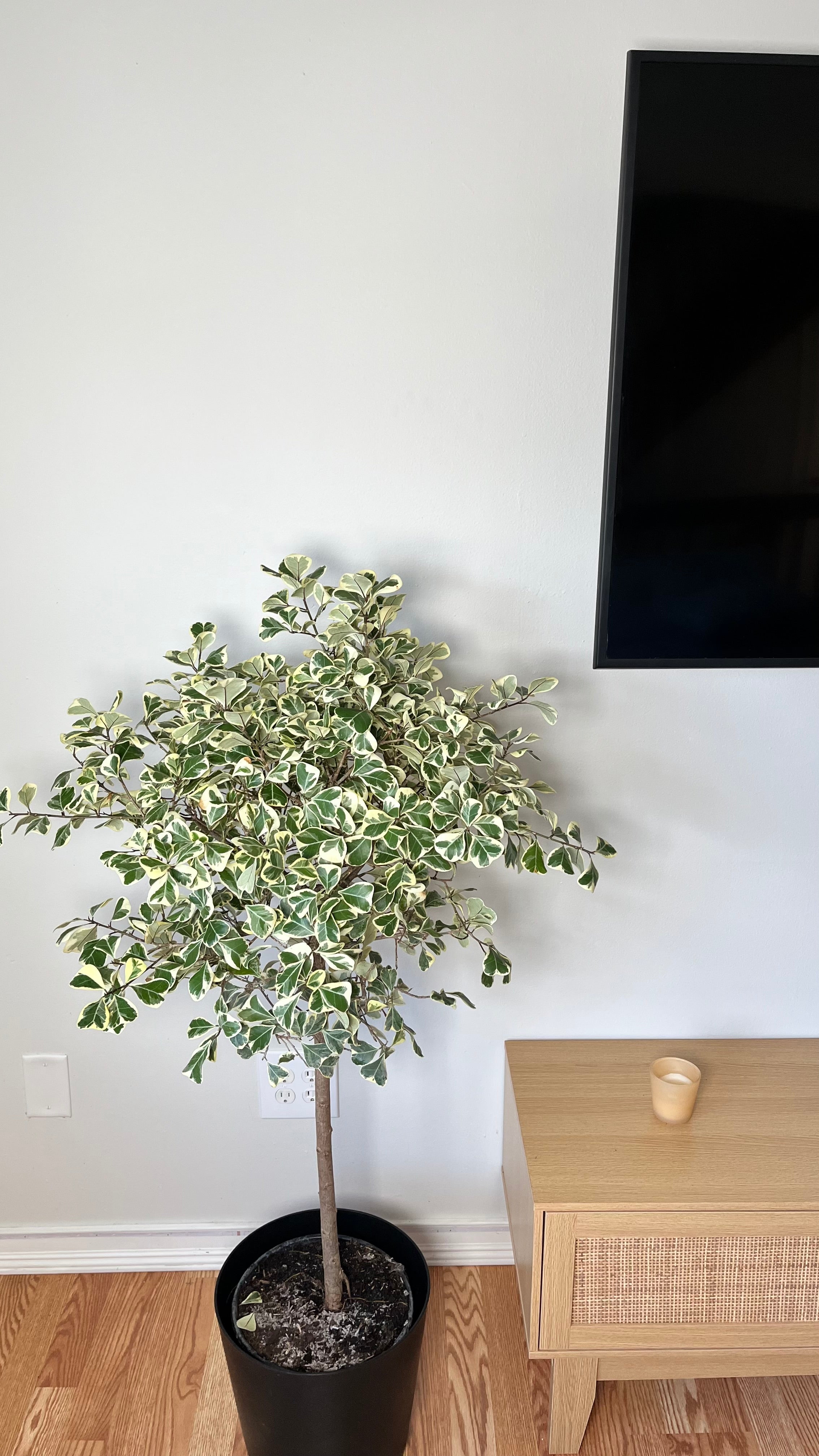 10" Ficus Triangularis 4 Feet Tall