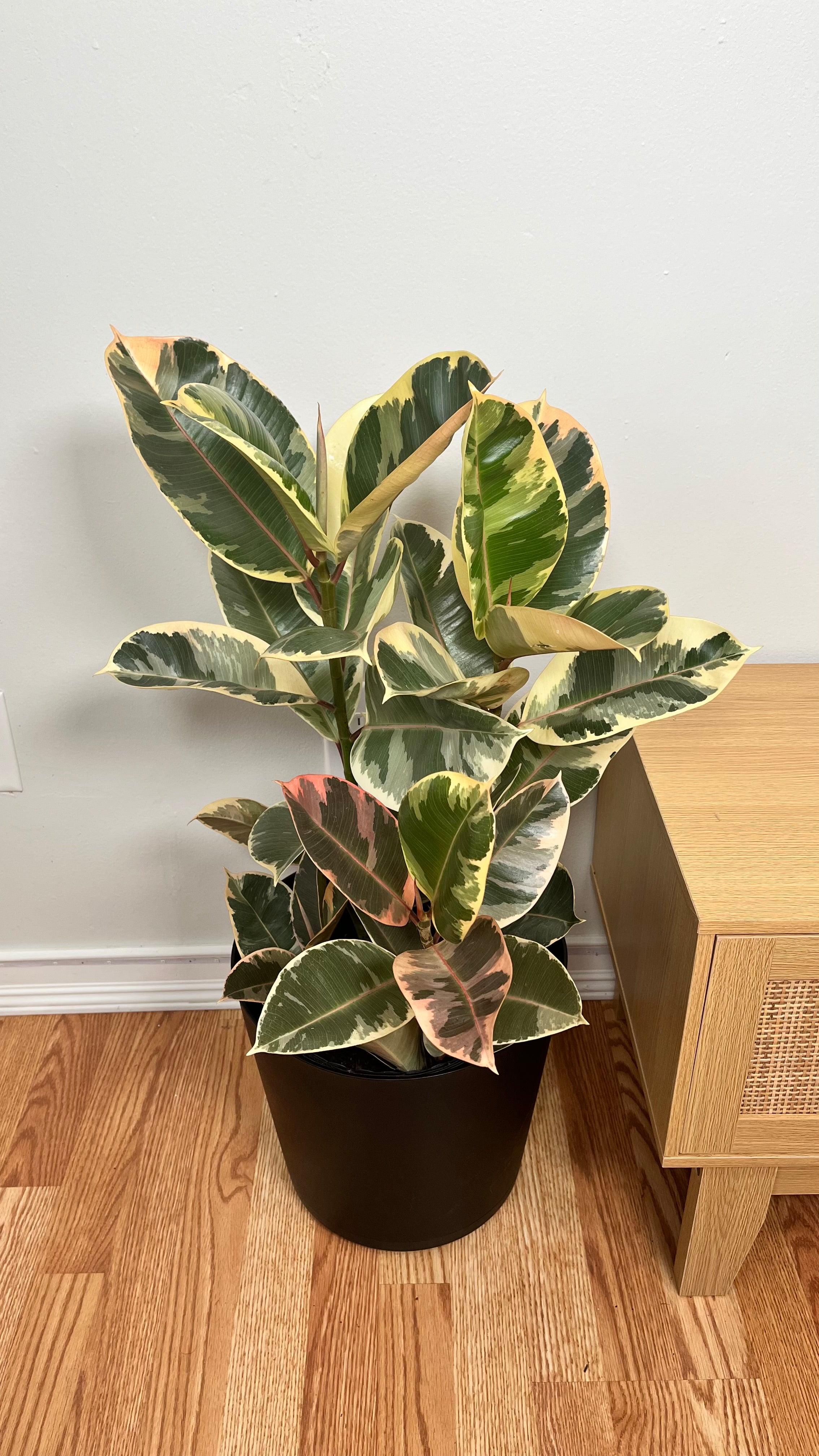 10" Ficus Tineke Bush 3 Feet Tall