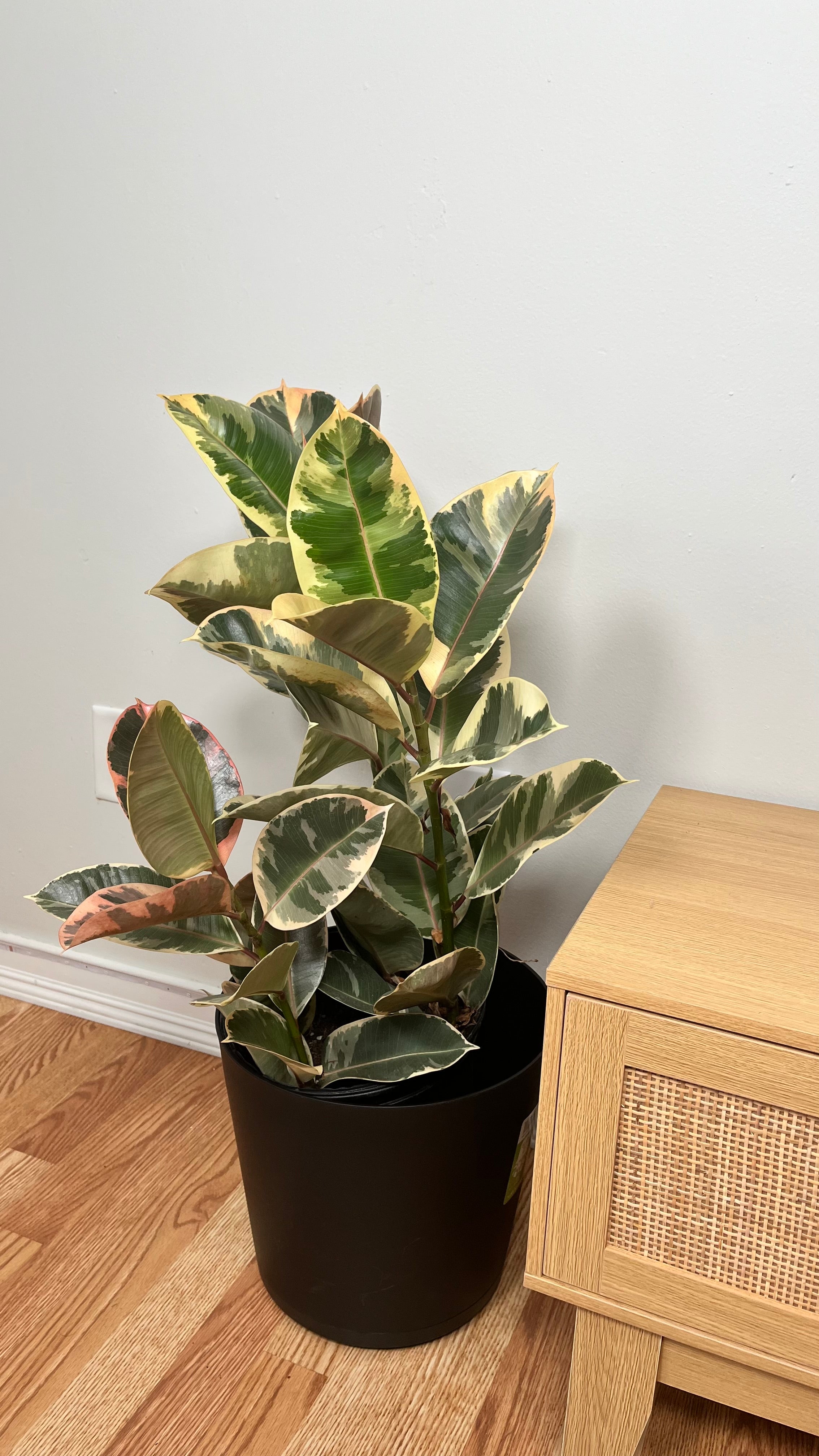 10" Ficus Tineke Bush 3 Feet Tall