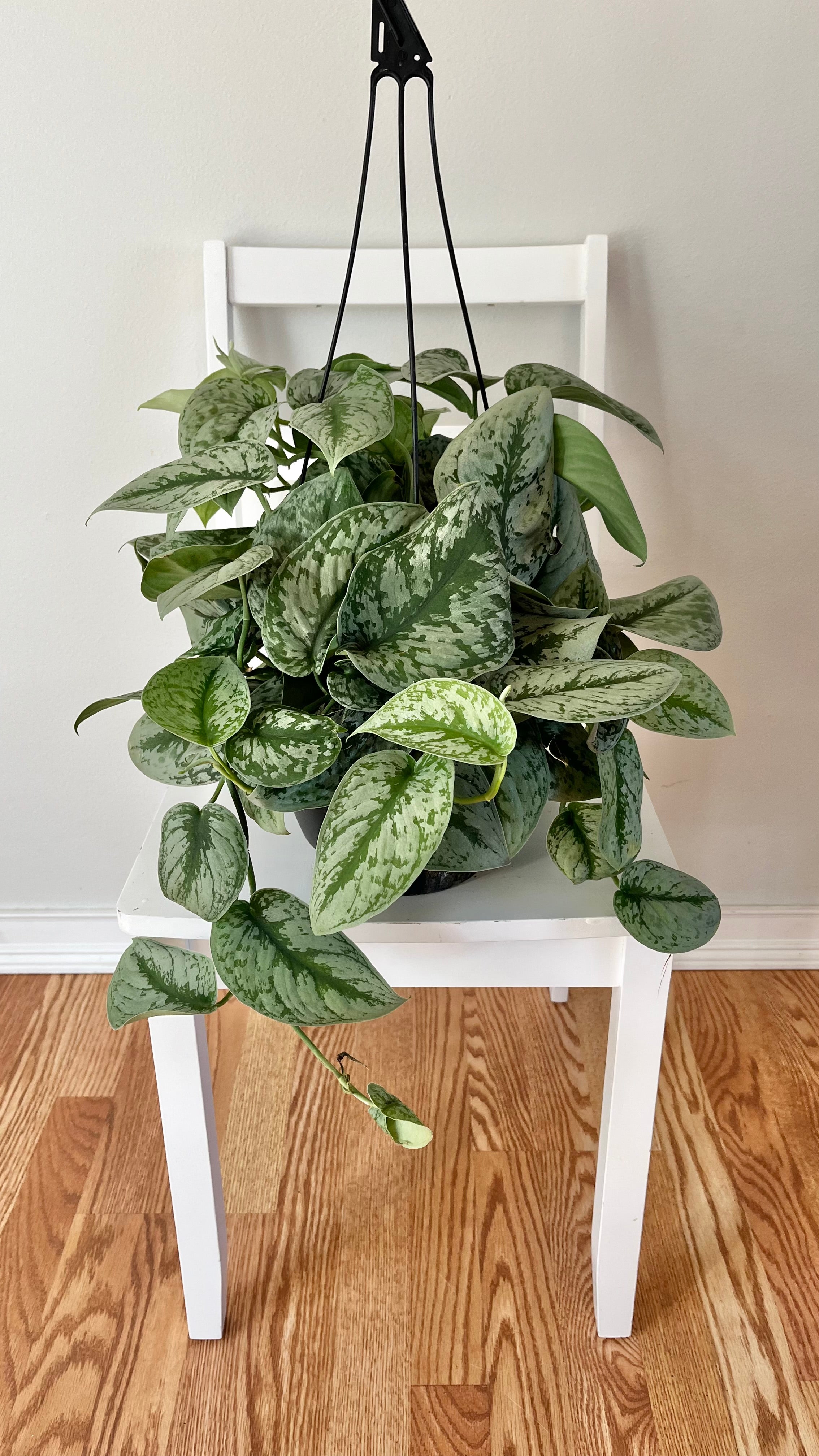 8" Scindapsus Silver Satin