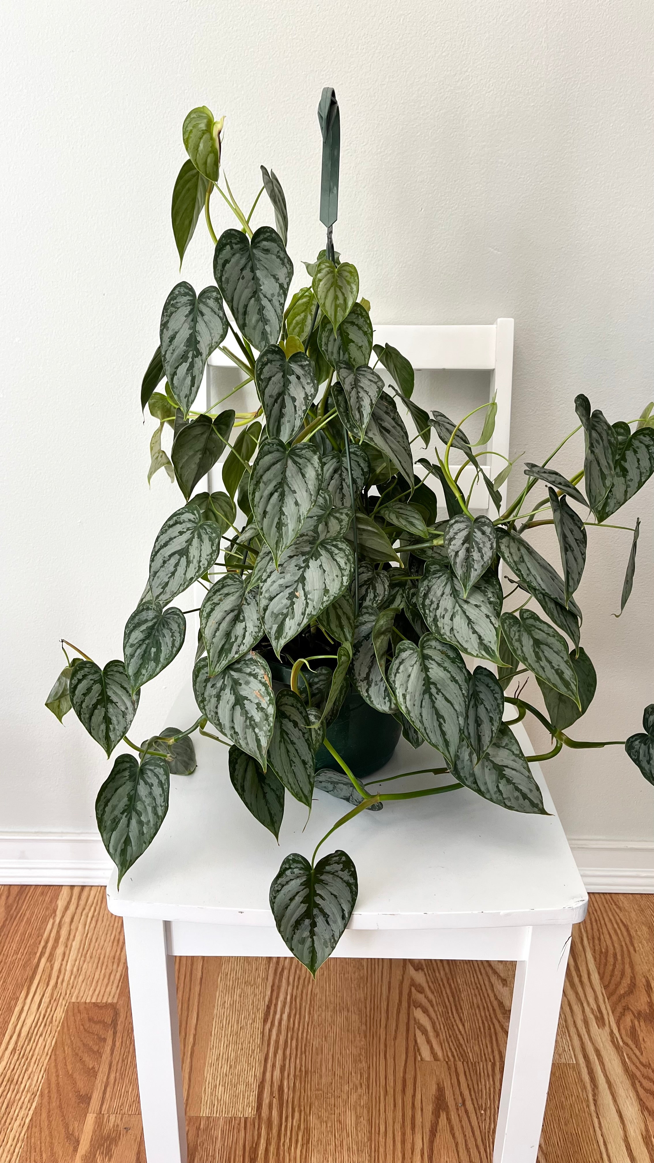 8” Philodendron Brandi