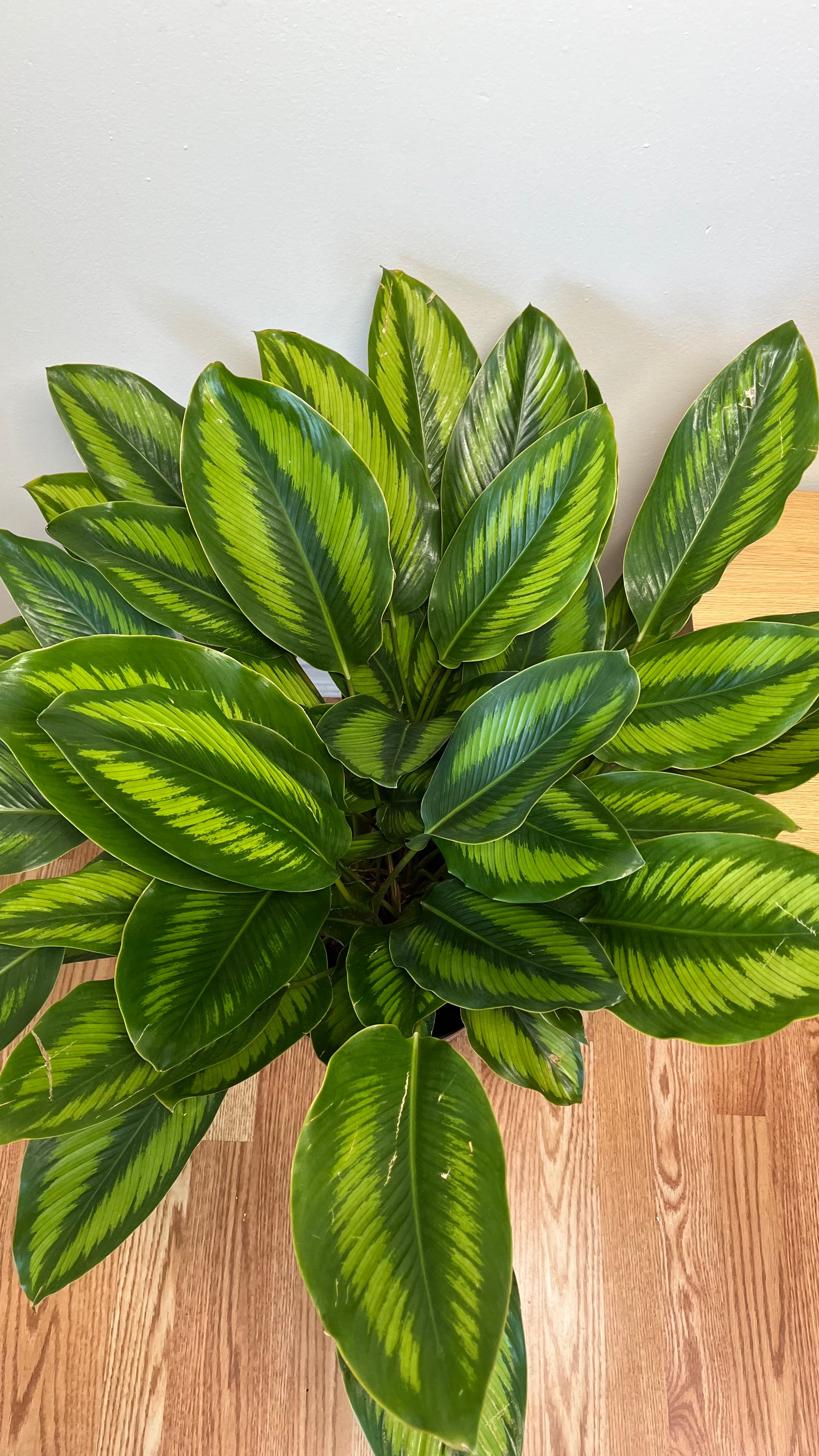 8” Calathea Beauty Star 2.5 Feet Tall