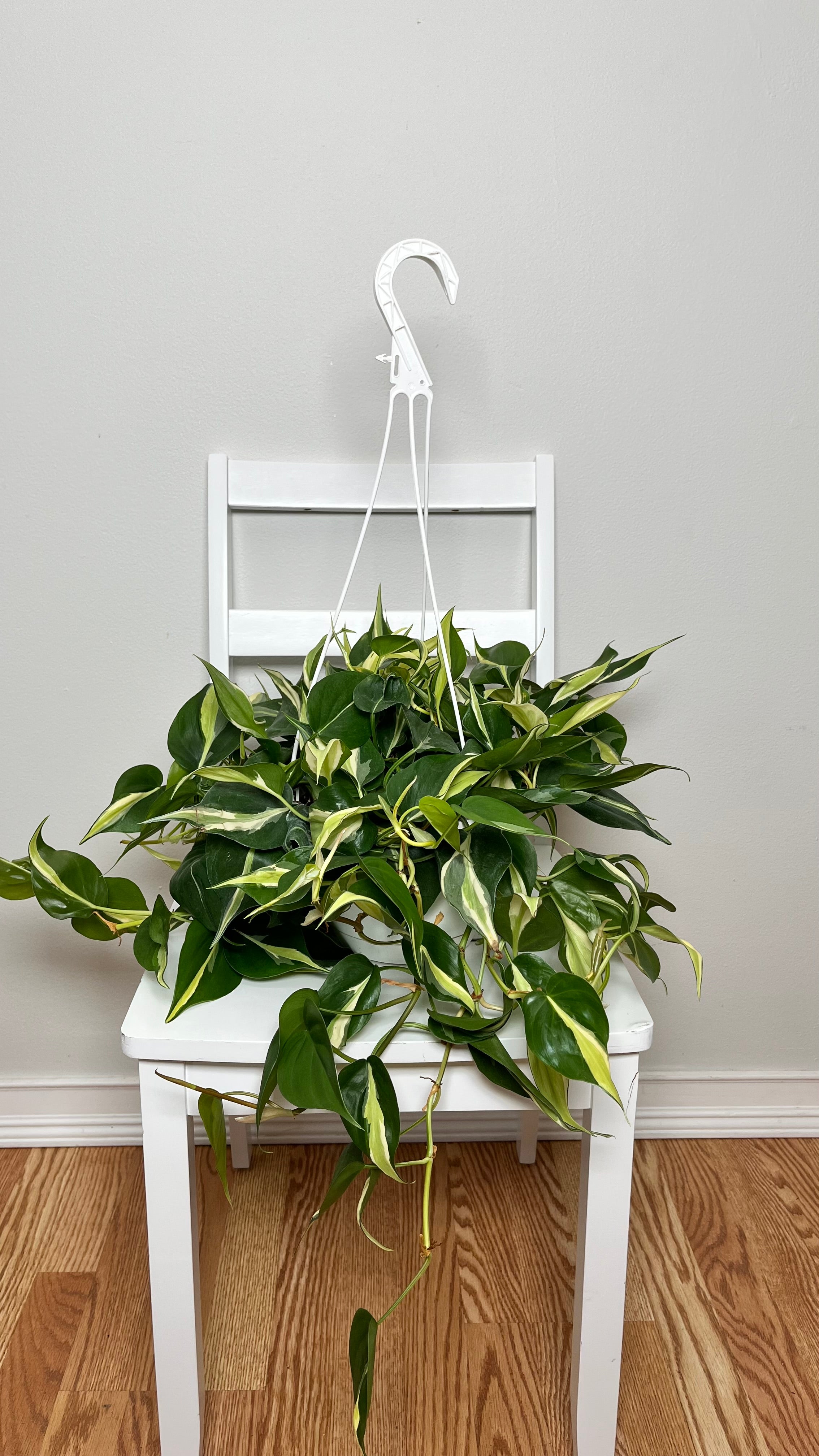 8" Philodendron Silver Stripe