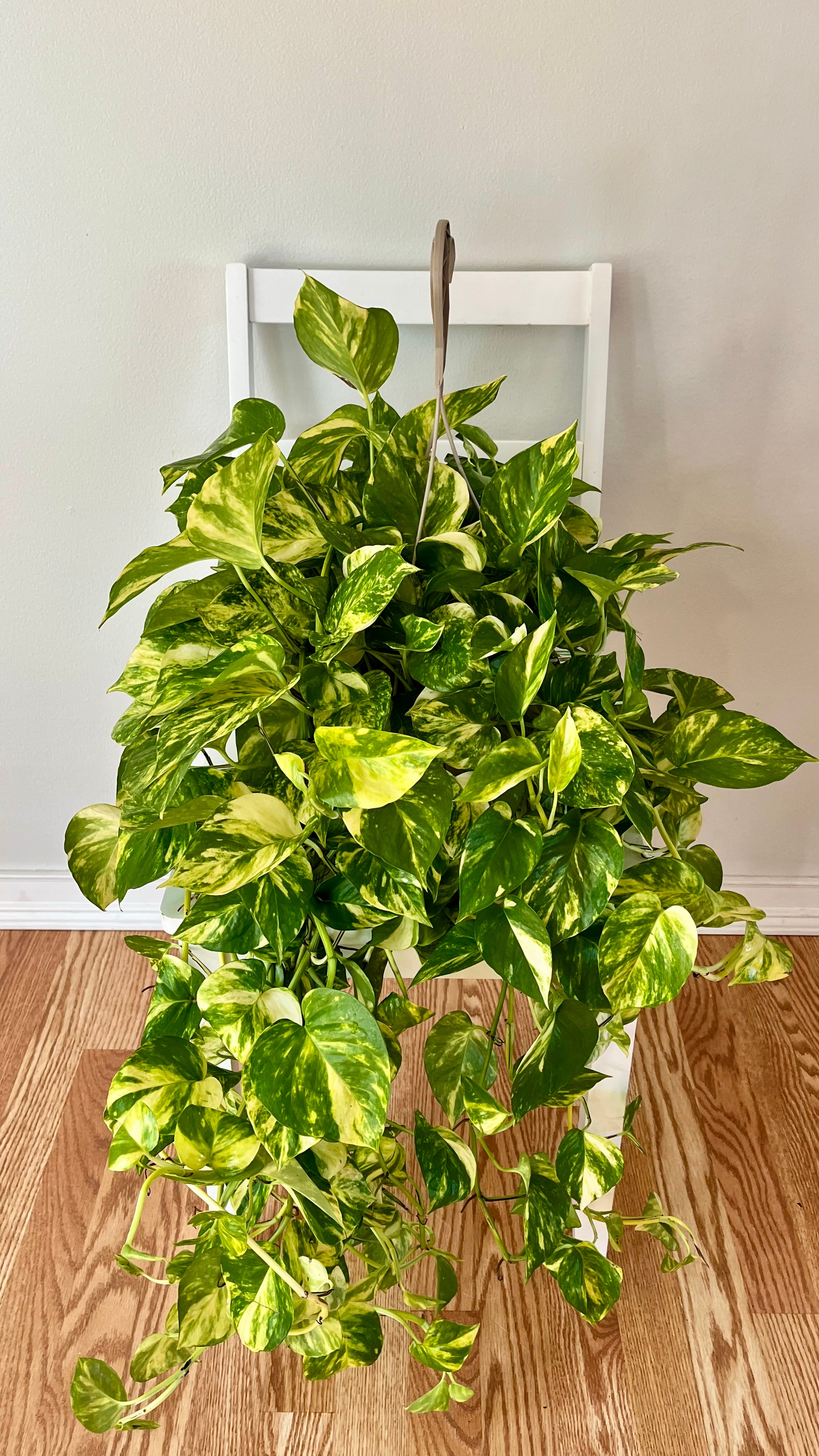 8" Pothos Global Green