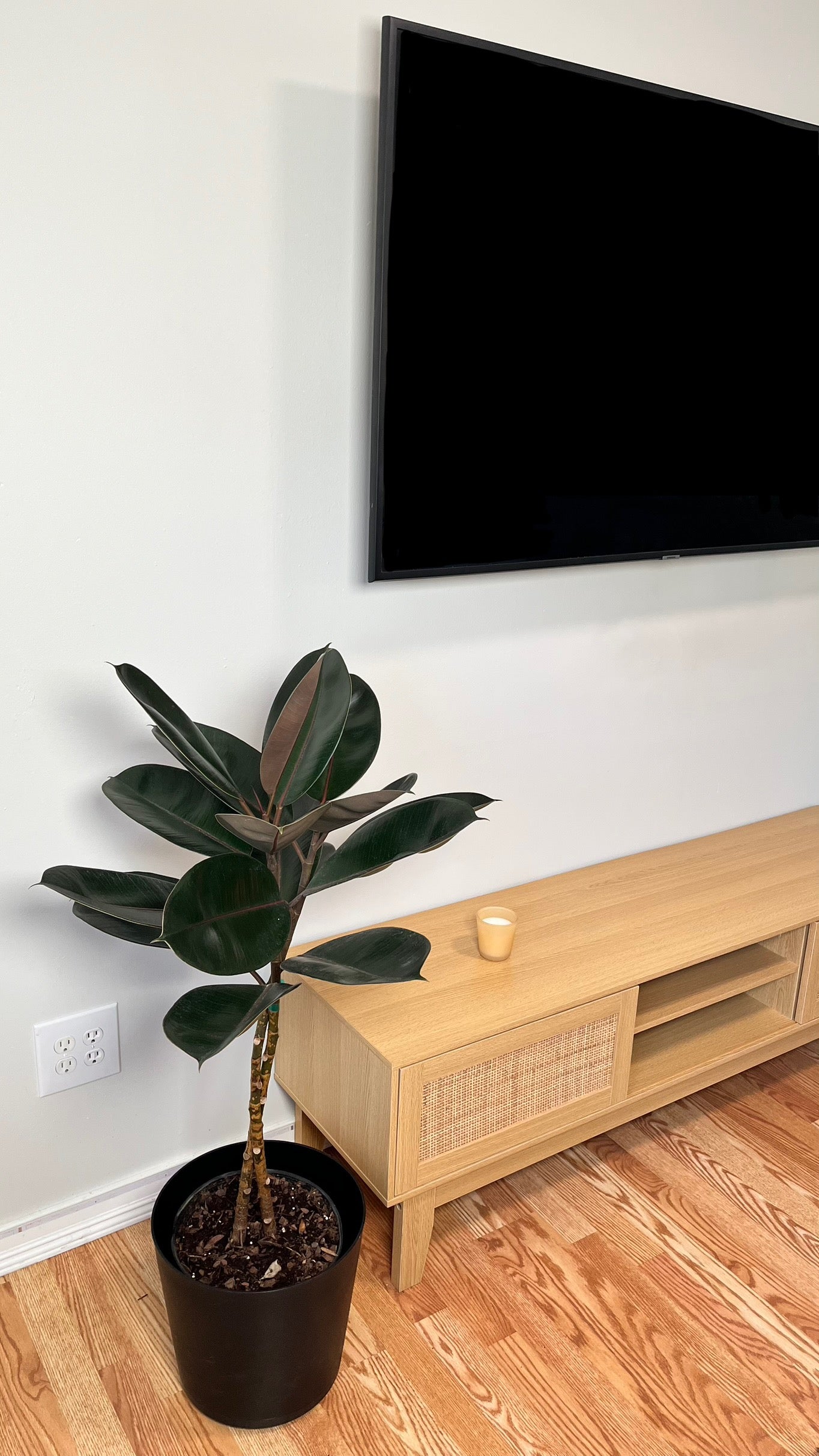 10" Ficus Burgundy Braid 3.5 Feet Tall