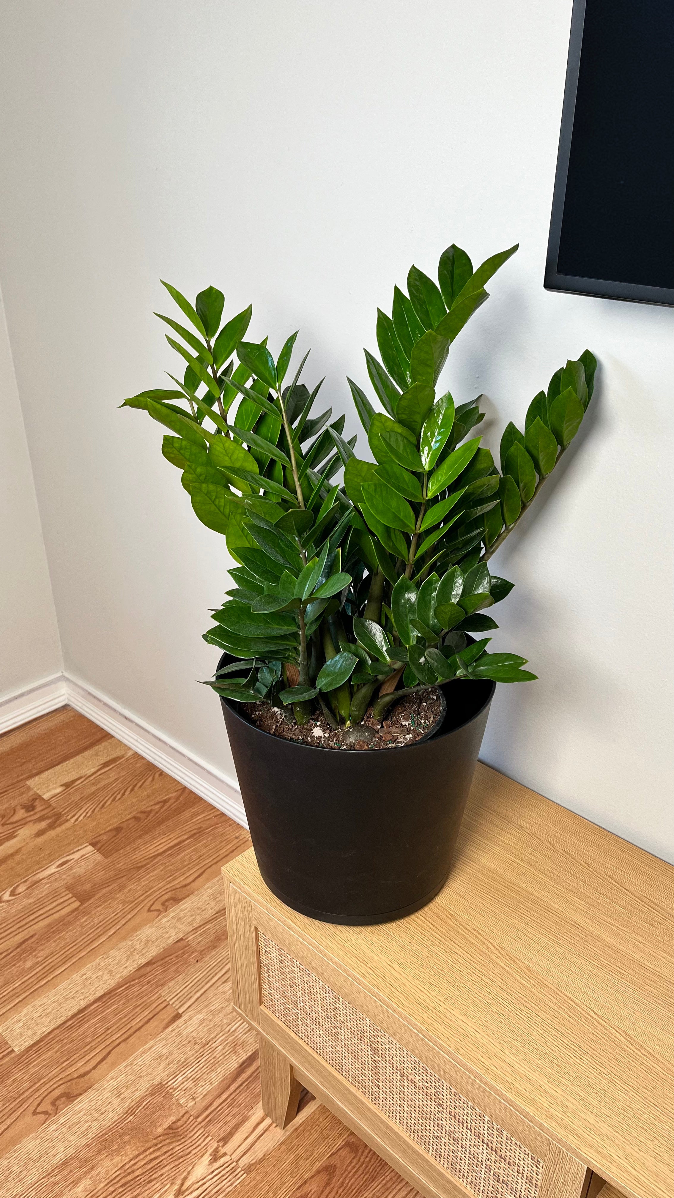 8" ZZ Plant 2 Feet Tall