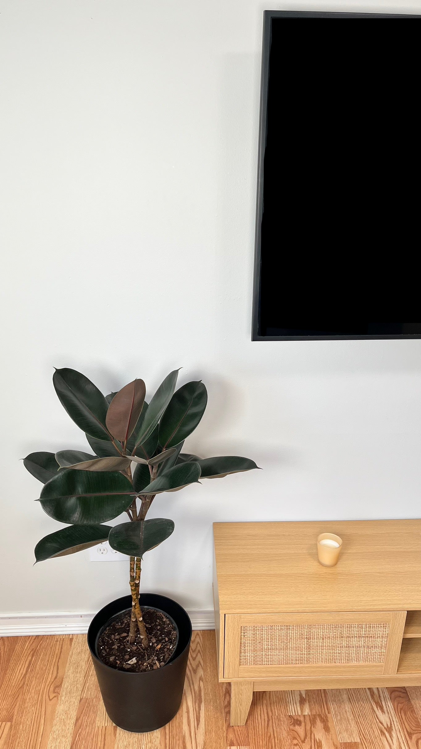 10" Ficus Burgundy Braid 3.5 Feet Tall