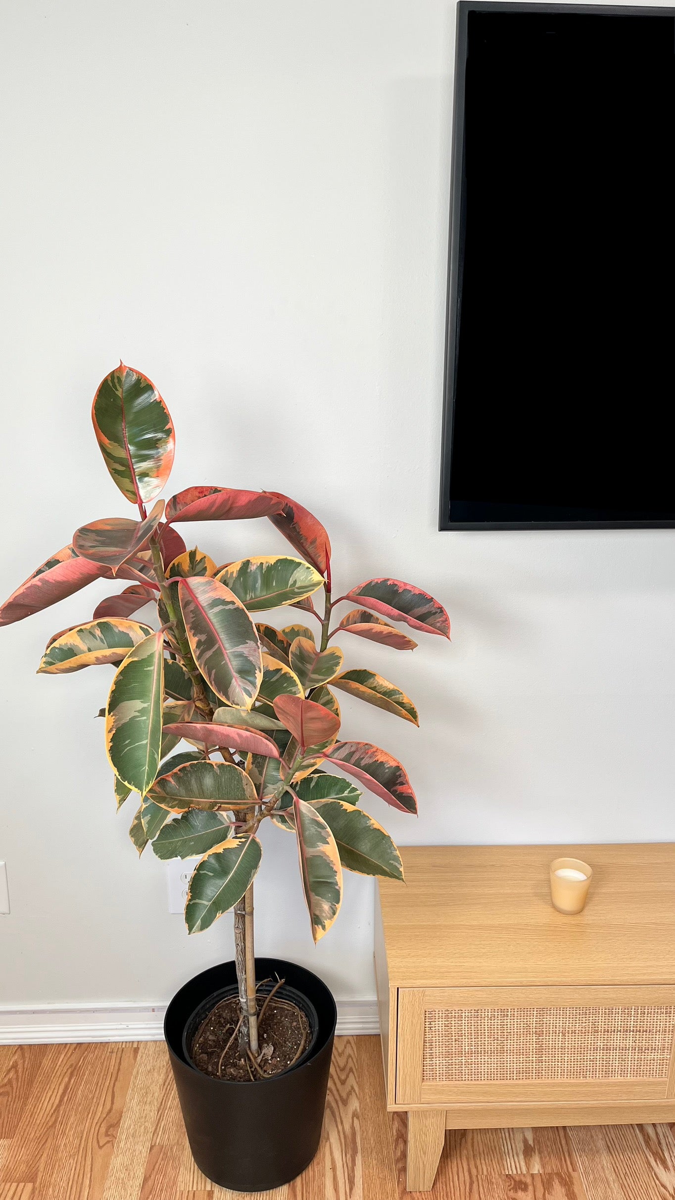 10" Ficus Ruby 4 Feet Tall