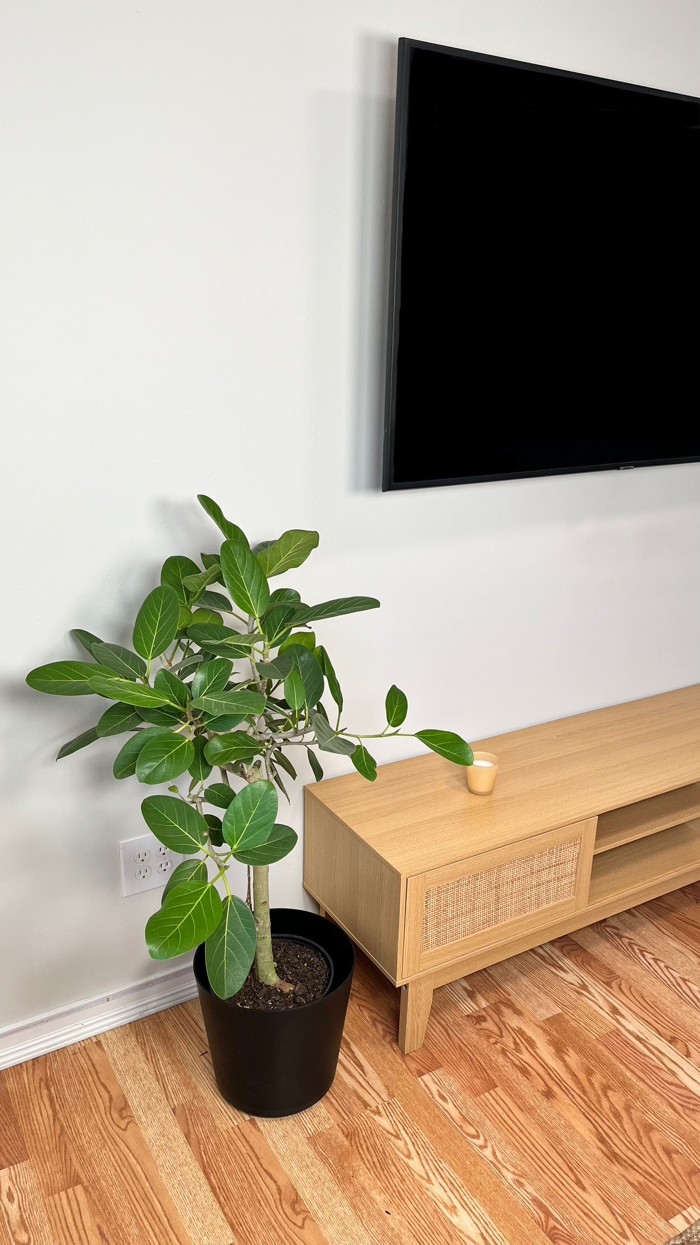 8" Ficus Audrey 3 Feet Tall