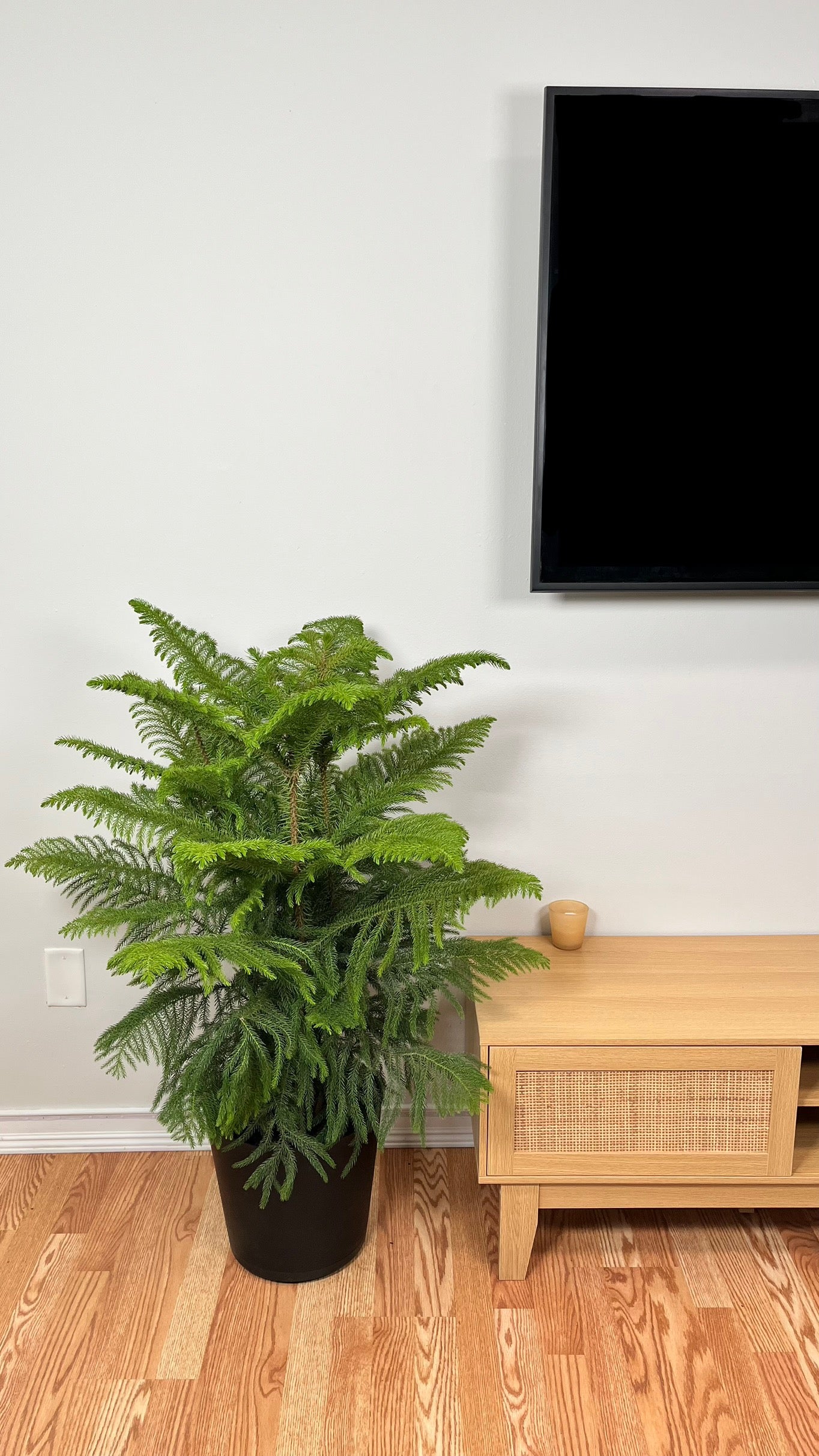 9" Norfolk Pine 4 Feet Tall