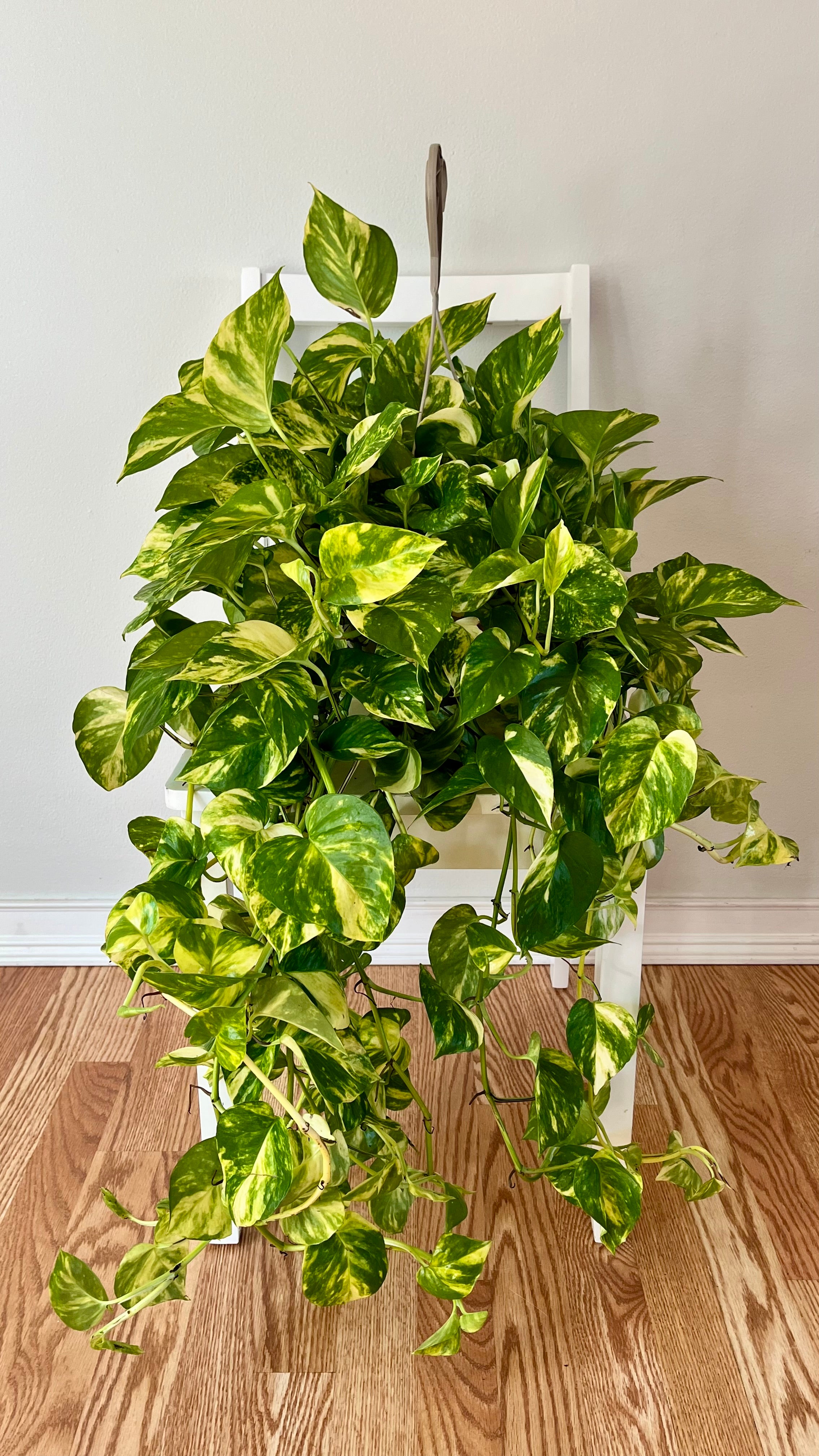 8" Pothos Global Green