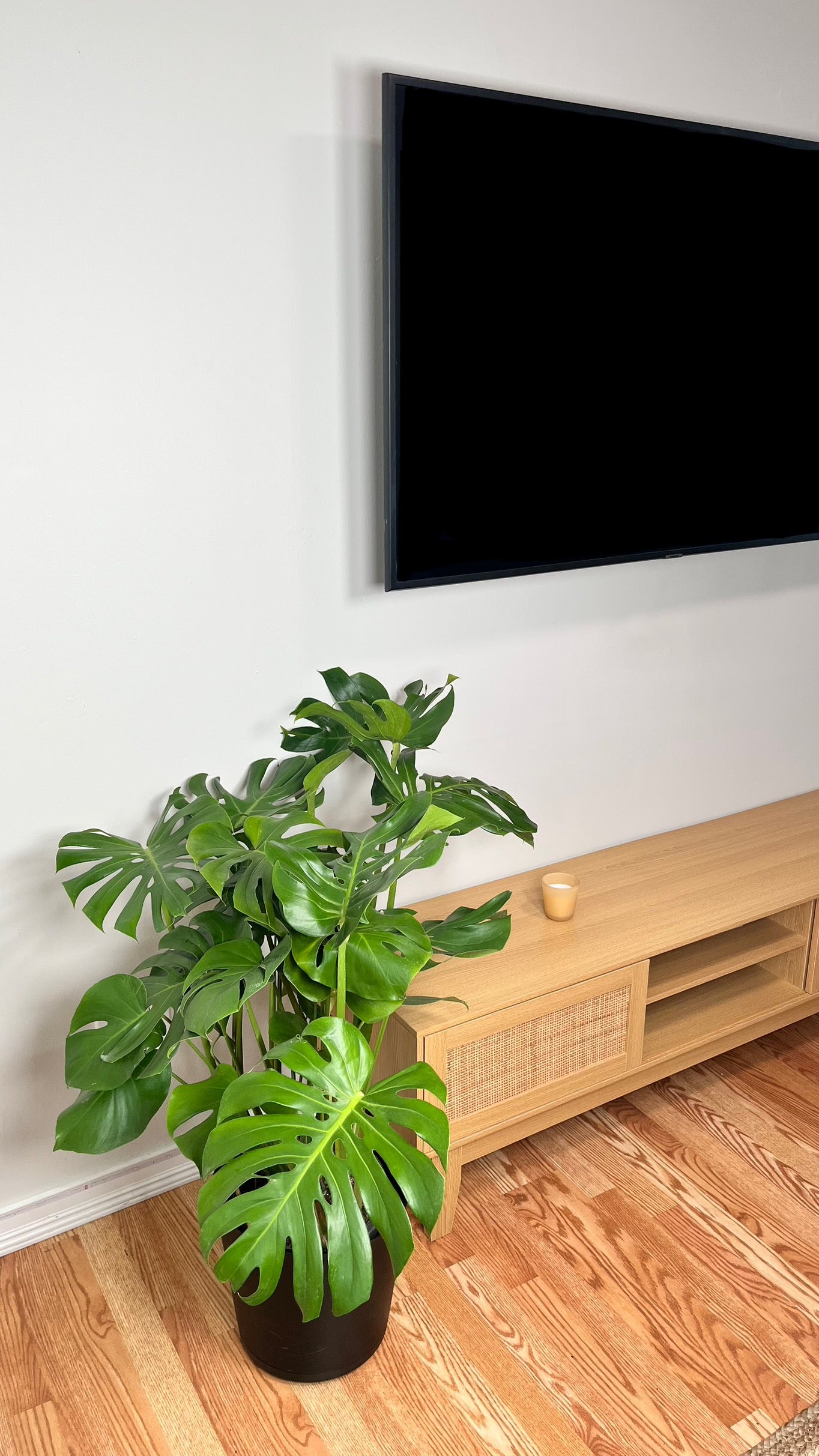 10" Monstera Deliciosa 3 Feet Tall