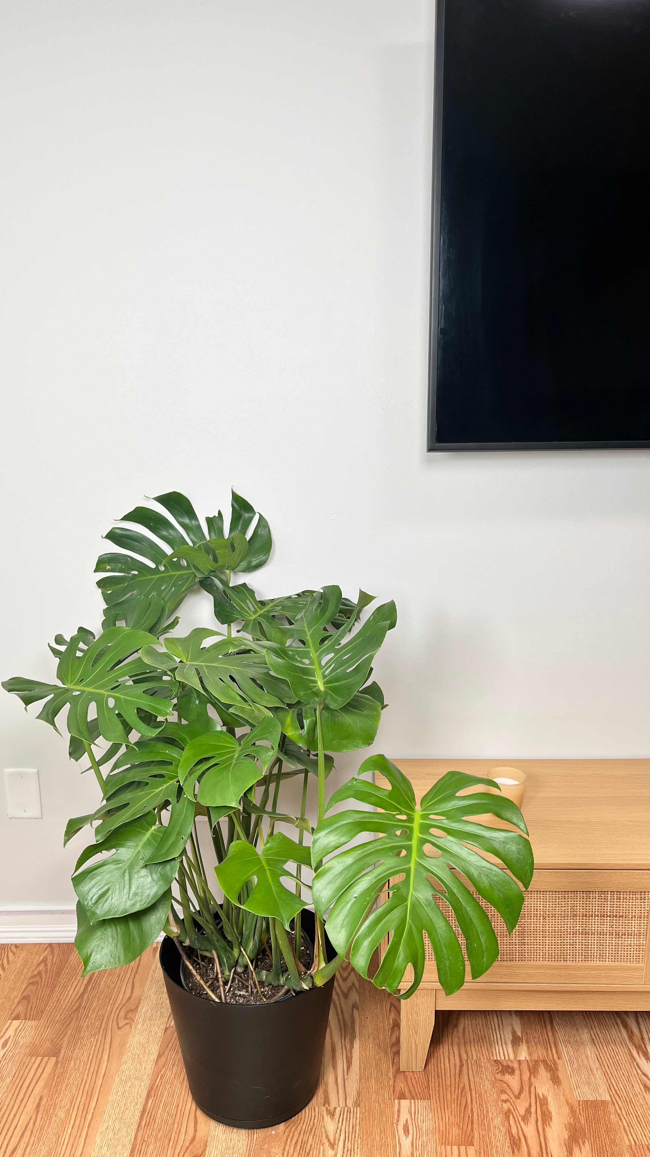 10" Monstera Deliciosa 3 Feet Tall