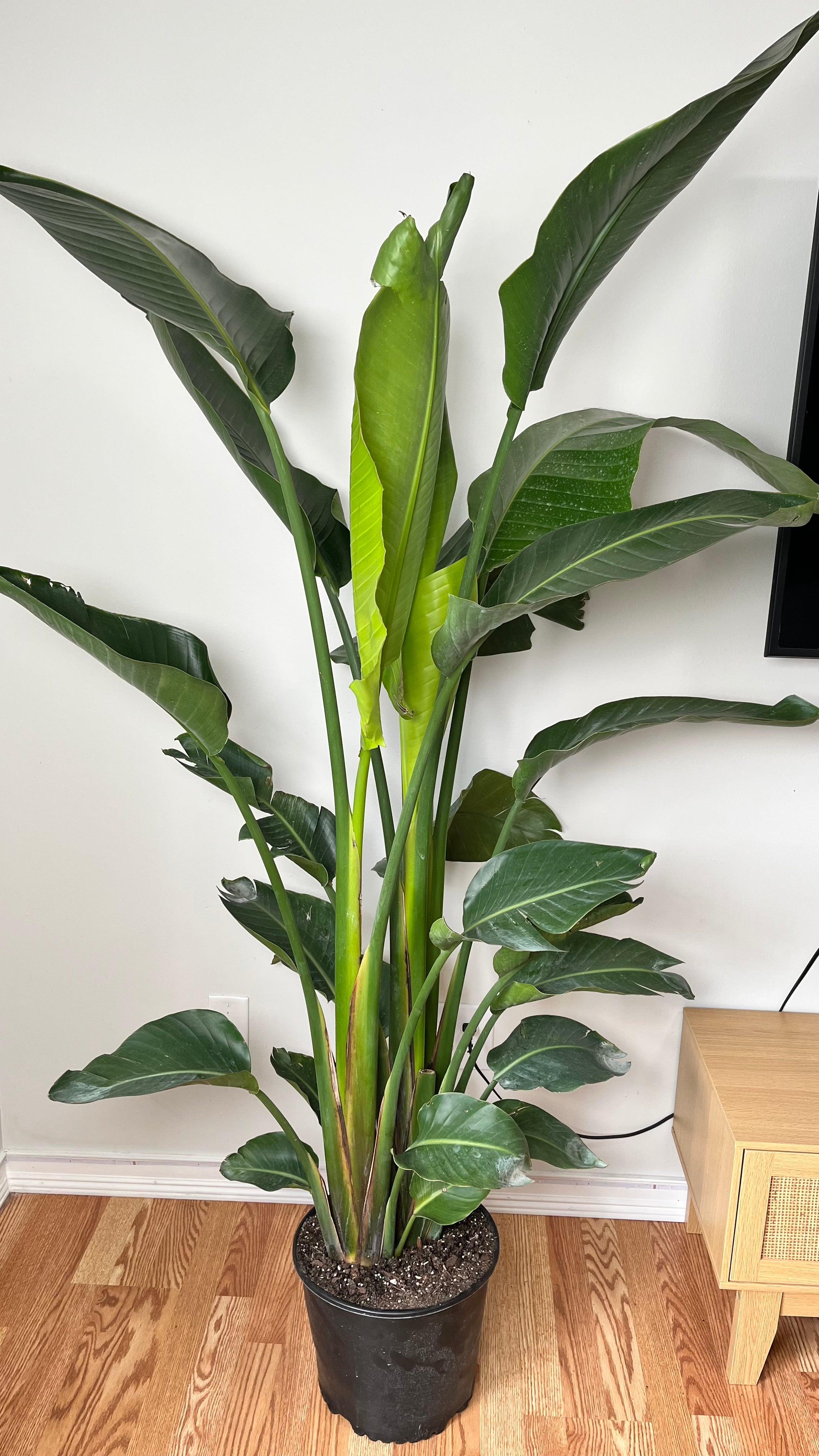 12" Bird of Paradise White 6.5 Feet Tall