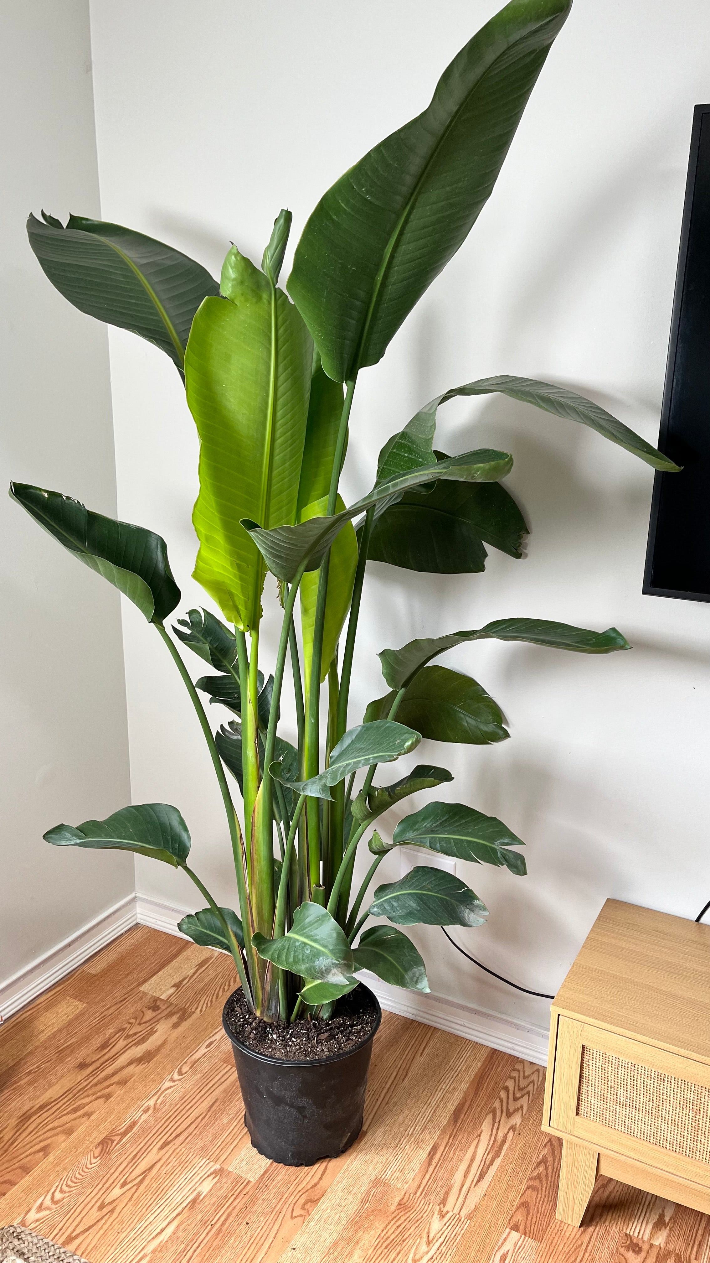 12" Bird of Paradise White 6.5 Feet Tall