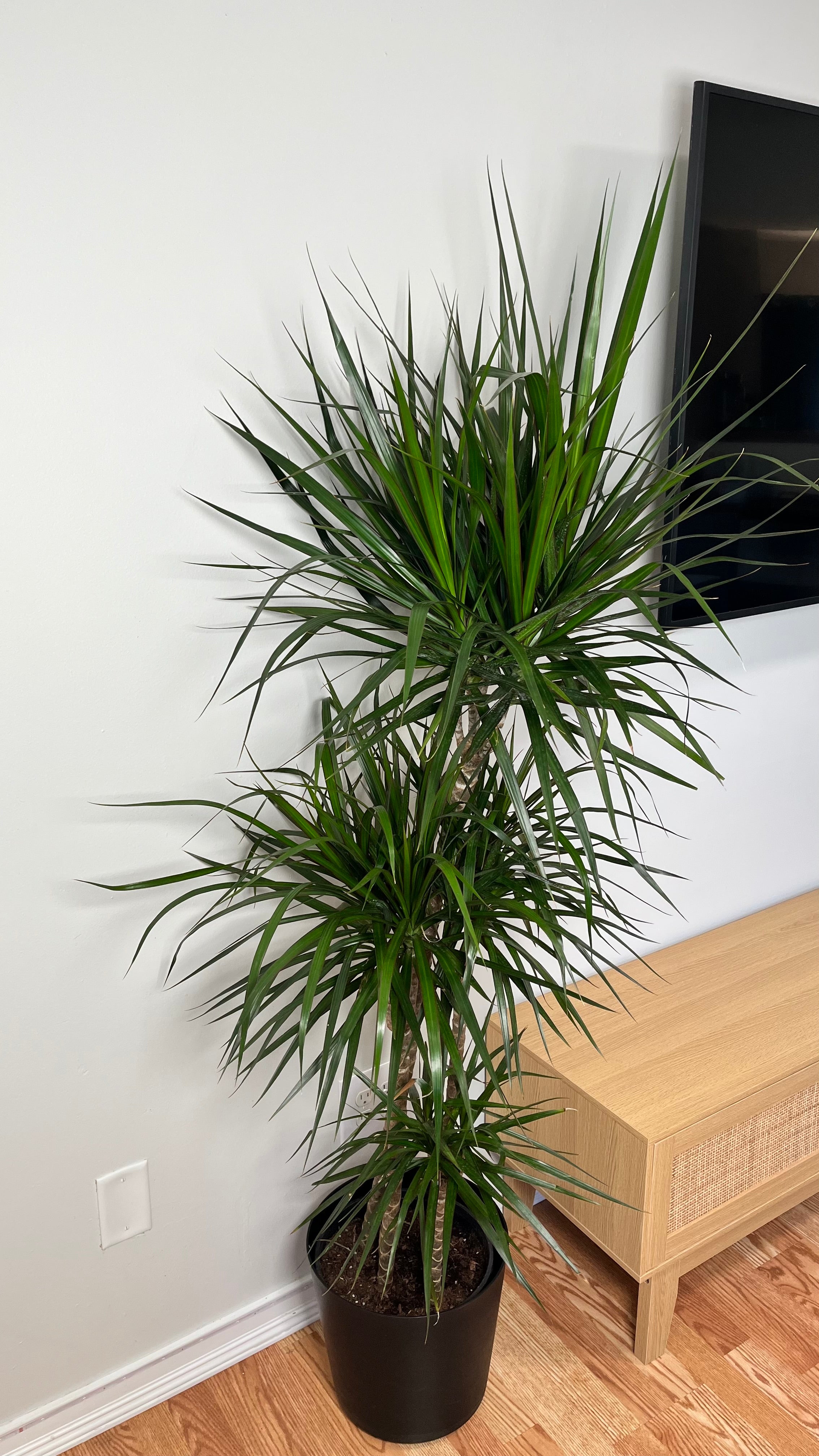 10" Dracaena Marginata Stag Cane 5 Feet Tall