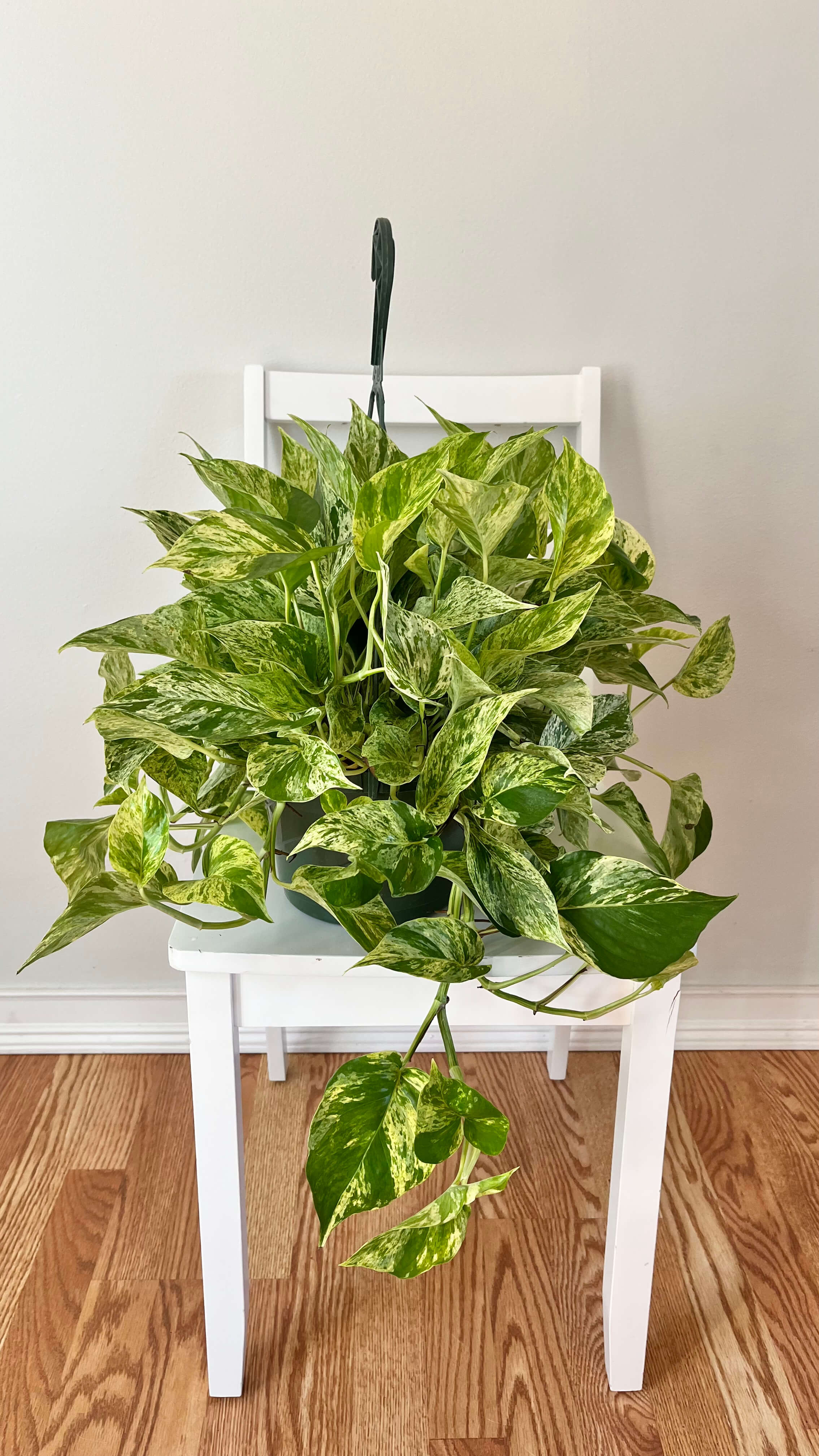 8" Pothos Marble Queen