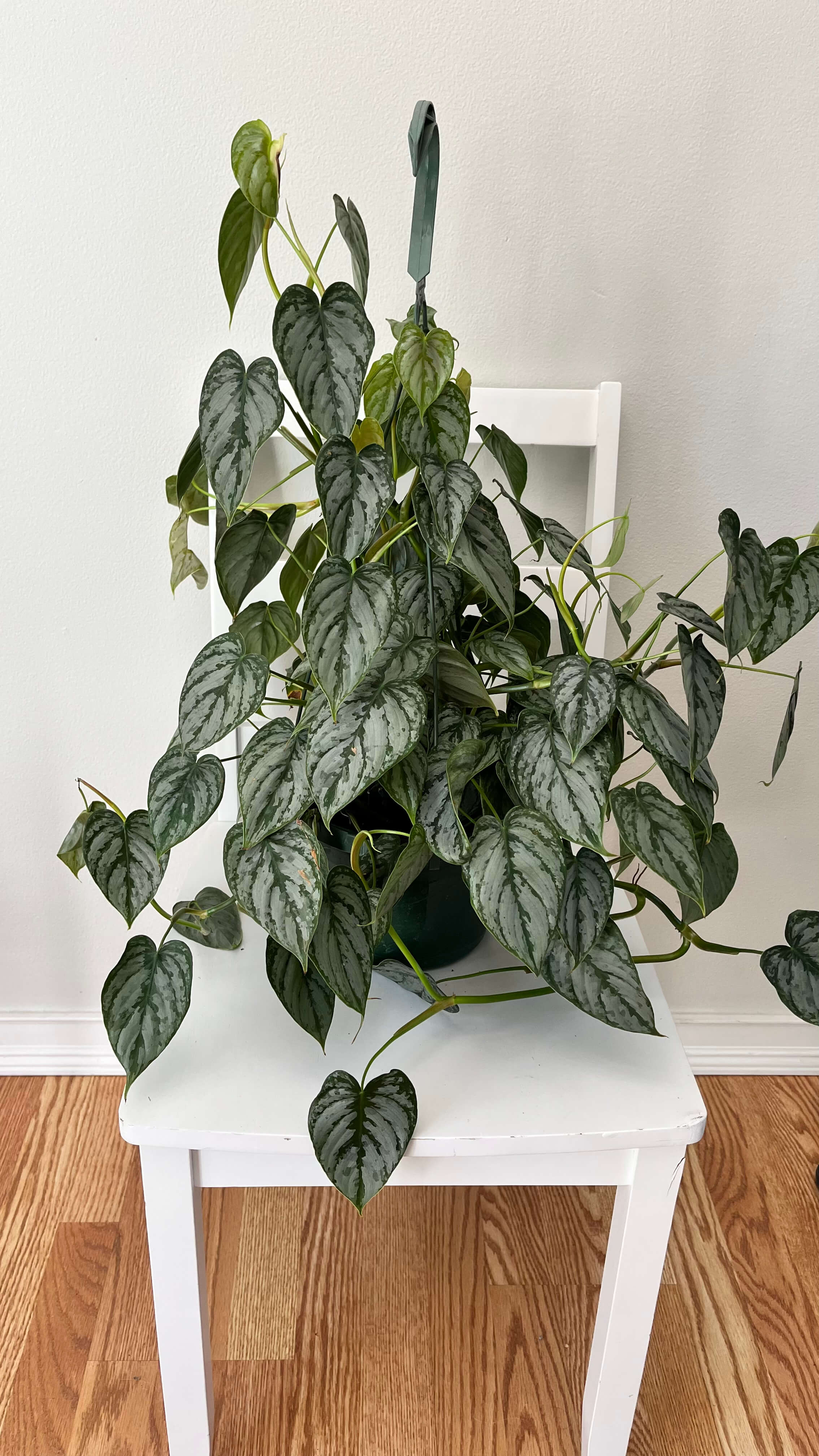 8” Philodendron Brandi