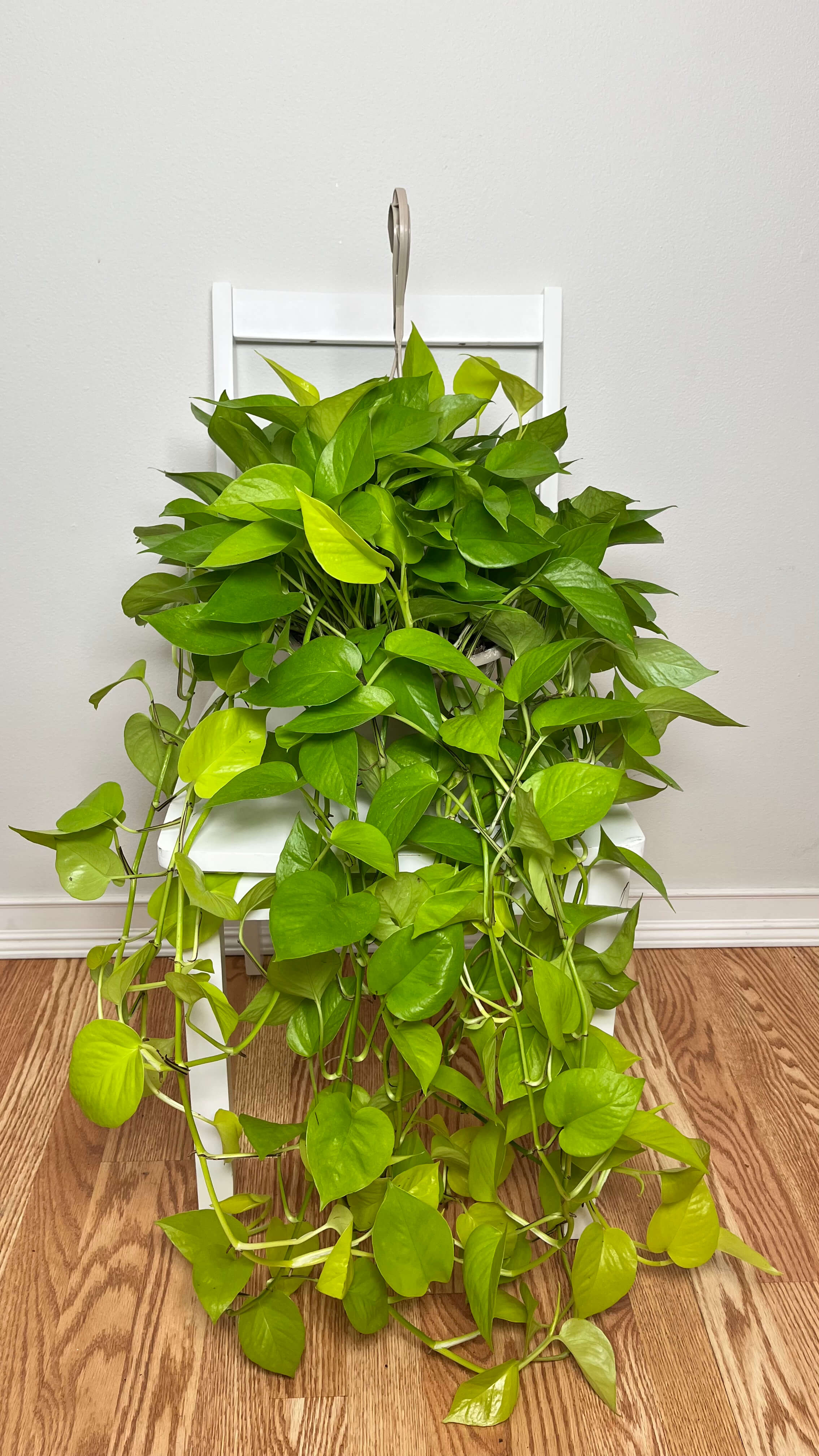 8" Pothos Neon